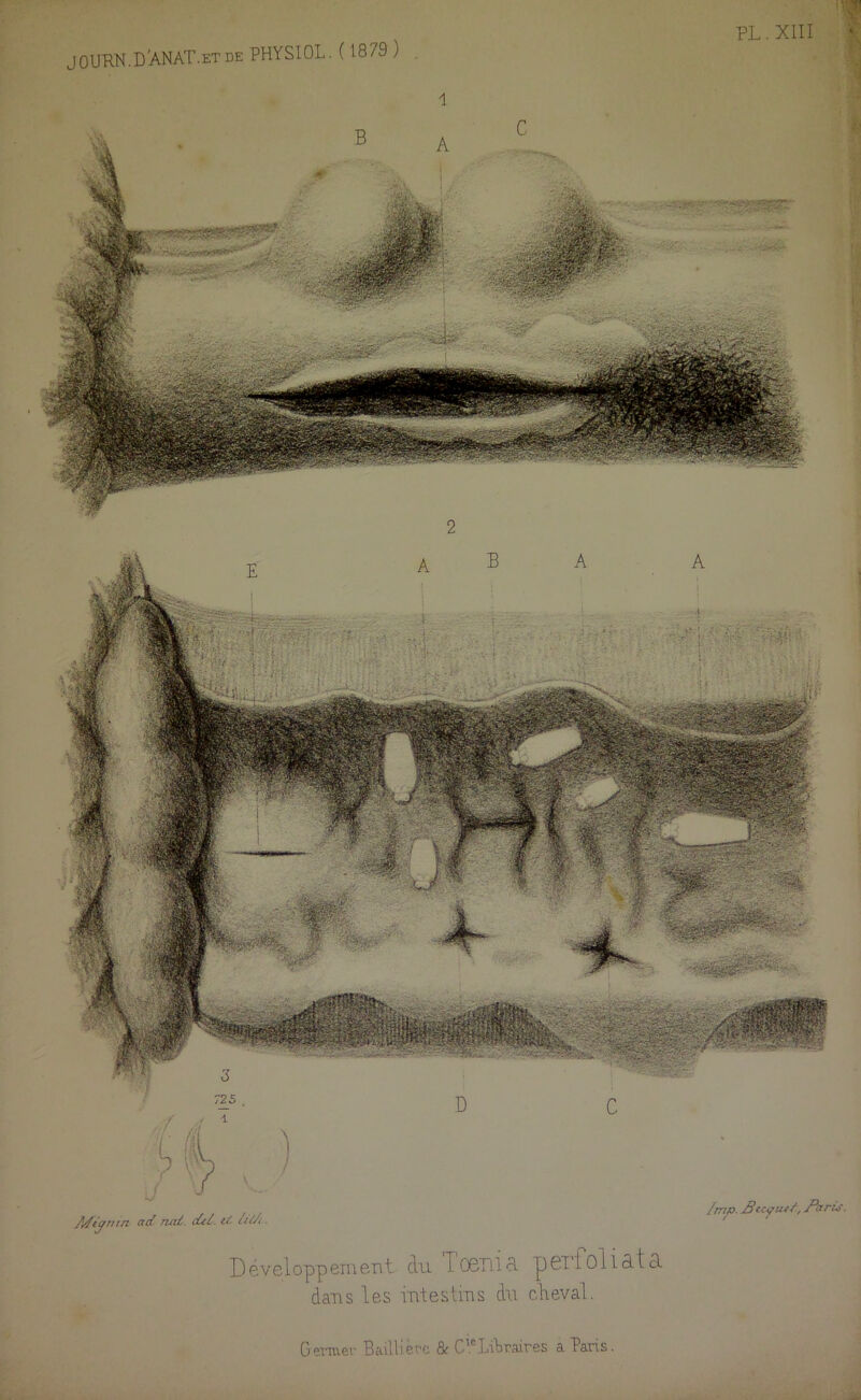 J 0 URN. D AN AT. et de PHYS10L. ( 1879 ) 1 2 Développement du T061113. pcilûllâts. dans les intestins du cheval.