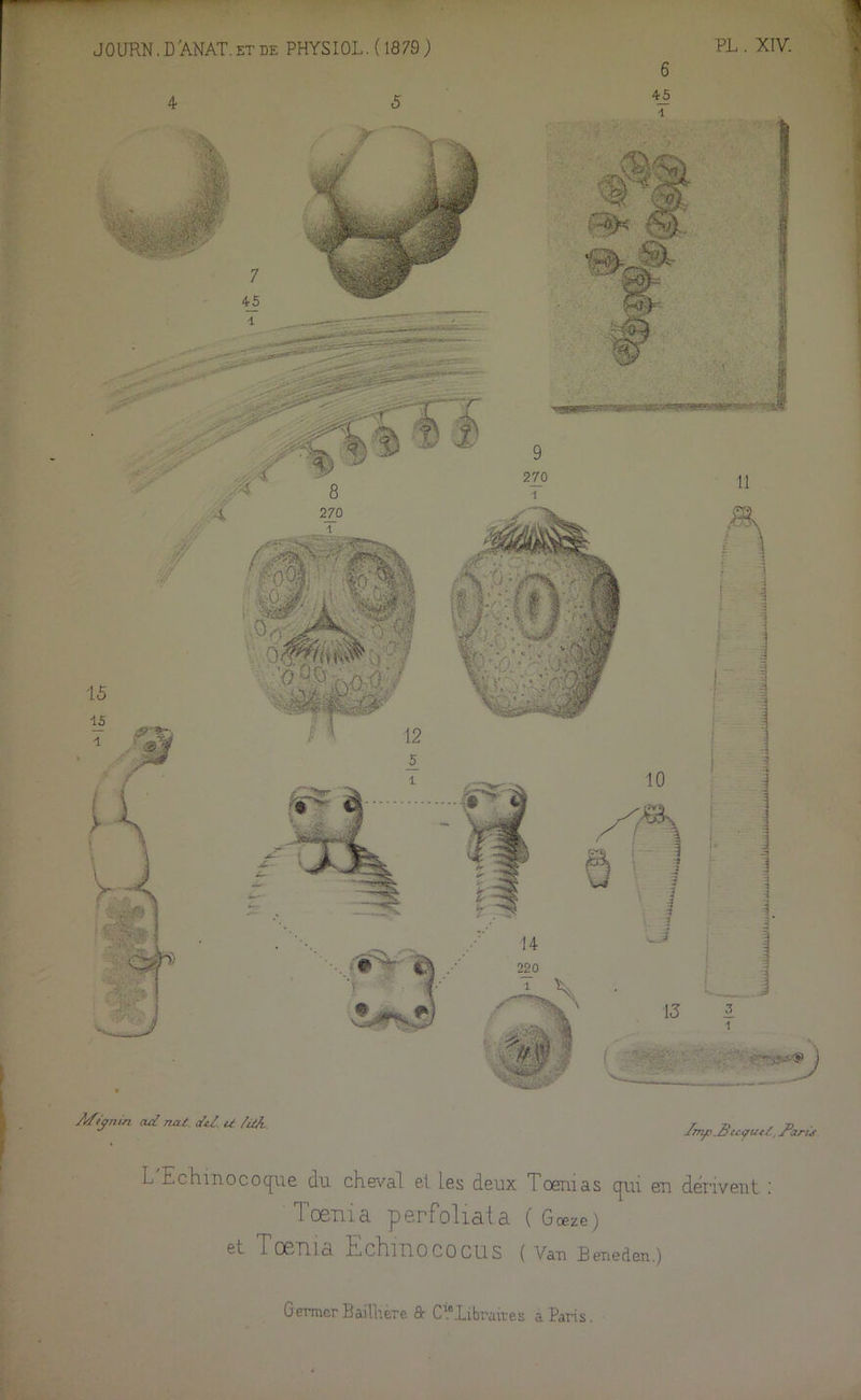 J0URN. D'ANAT. et de PHYSIOL. ( 18 79 ) PL . XIV. 6 M<?nln U ^ Arù. L Echmocoque du cheval et Les deux Toenias qui eu dérivent 1 06Tiia. perfoliata ( Gœze) et d OBtlia Echmococus ( Van Beneden.)