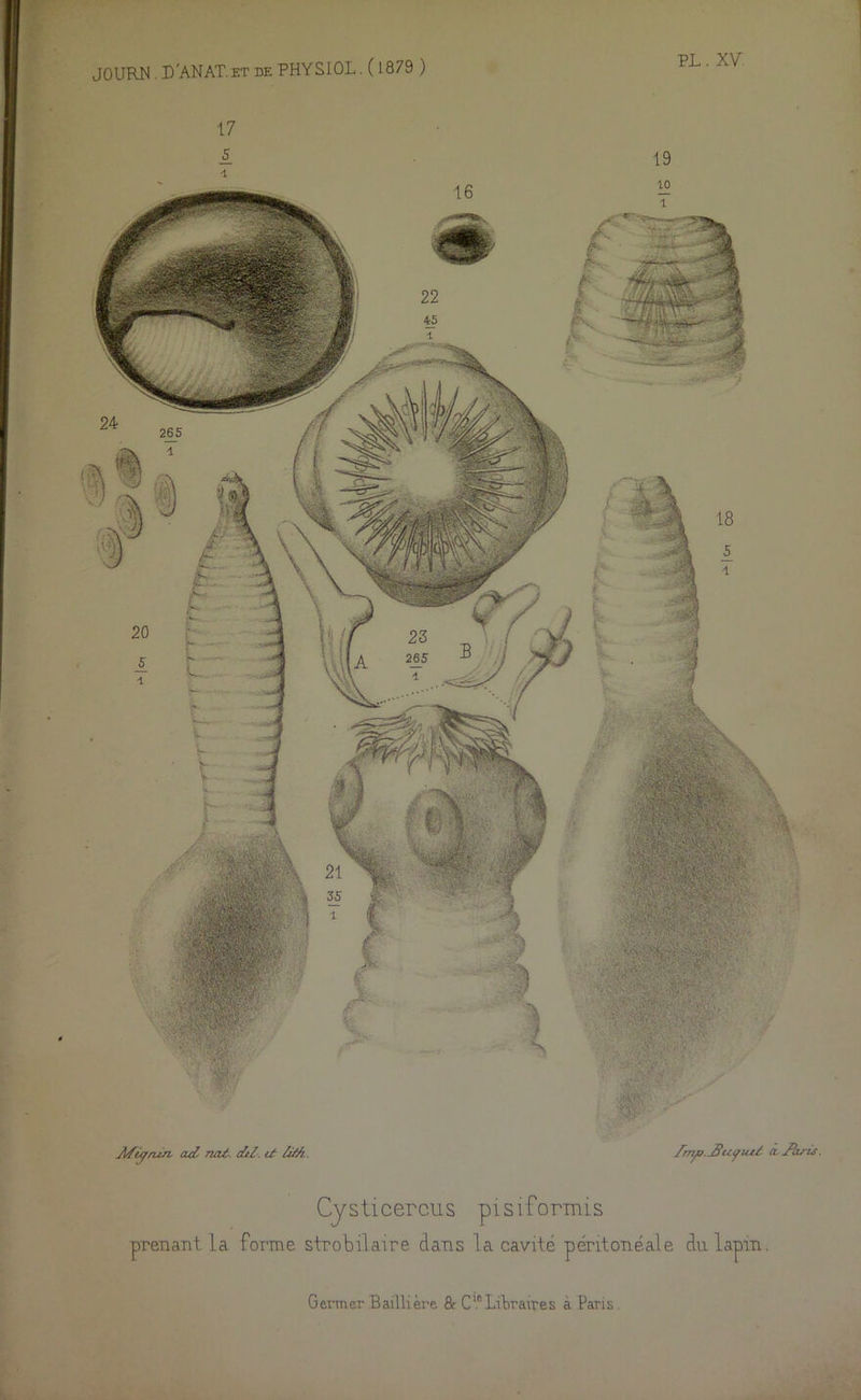 Cysticercus pisiformis prenant la forme strobilaire dans la cavité péritonéale du lapin.