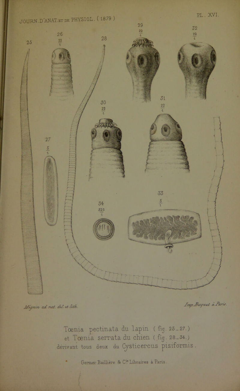 Aft'jnrn ad naé. dd. U- tUA. Jrry>-Buyu.it a Paris. Tcenia pectmata du lapin ( fig. 25-27.) et Tœma serrata du chien ( fig. 28_34.) dérivant tons deux du Cysticercus pisifornus .