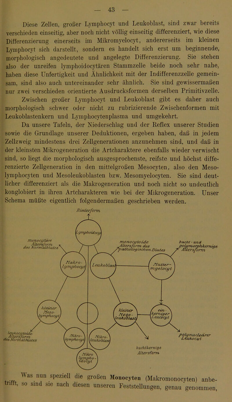 Diese Zellen, großer Lymphocyt und Leukoblast, sind zwar bereits verschieden einseitig, aber noch nicht völlig einseitig differenziert, wie diese Differenzierung einerseits im Mikromyelocyt, andererseits im kleinen Lymphocyt sich darstellt, sondern es handelt sich erst um beginnende, morphologisch angedeutete und angelegte Differenzierung. Sie stehen also der unreifen lymphoidocytären Stammzelle beide noch sehr nahe, haben diese Unfertigkeit und Ähnlichkeit mit der Indifferenzzelle gemein- sam, sind also auch untereinander sehr ähnlich. Sie sind gewissermaßen nur zwei verschieden orientierte Ausdrucksformen derselben Primitivzelle. Zwischen großer Lymphocyt und Leukoblast gibt es daher auch morphologisch schwer oder nicht zu rubrizierende Zwischenformen mit Leukoblastenkern und Lymphocytenplasma und umgekehrt. Da unsere Tafeln, der Niederschlag und der Reflex unserer Studien sowie die Grundlage unserer Deduktionen, ergeben haben, daß in jedem Zellzweig mindestens drei Zellgenerationen anzunehmen sind, und daß in der kleinsten Mikrogeneration die Artcharaktere ebenfalls wieder verwischt sind, so liegt die morphologisch ausgesprochenste, reifste und höchst diffe- renzierte Zellgeneration in den mittelgroßen Mesocyten, also den Meso- lymphocyten und Mesoleukoblasten bzw. Mesomyelocyten. Sie sind deut- licher differenziert als die Makrogeneration und noch nicht so undeutlich konglobiert in ihren Artcharakteren wie bei der Mikrogeneration. Unser Schema müßte eigentlich folgendermaßen geschrieben wmrden.