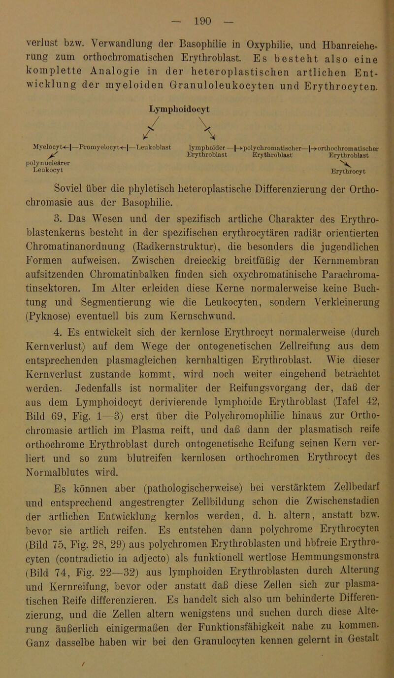 Verlust bzw. Verwandlung der Basophilie in Oxyphilie, und Hbanreiehe- rung zum orthochromatischen Erythroblast. Es besteht also eine komplette Analogie in der heteroplastischen artlichen Ent- wicklung der myeloiden Granuloleukocyten und Erythrocyten. Lymplioidocyt Myelocy(x-|—Promyelocyt<-|—Leukoblast lymphoider — |->-polychromatischer— (-»-orthochromatischer ^ Erythroblast Erythroblast Erythrobiast polynucloärer Leukocyt Erythrocyt Soviel über die phyletisch heteroplastische Differenzierung der Ortho- chromasie aus der Basophilie. 3. Das Wesen und der spezifisch artlicke Charakter des Erythro- blastenkerns besteht in der spezifischen erythrocytären radiär orientierten Chromatinanordnung (Radkernstruktur), die besonders die jugendlichen Formen aufweisen. Zwischen dreieckig breitfüßig der Kernmembran aufsitzenden Chromatinbalken finden sich oxychromatinische Parachroma- tinsektoren. Im Alter erleiden diese Kerne normalerweise keine Buck- tung und Segmentierung wie die Leukocyten, sondern Verkleinerung (Pyknose) eventuell bis zum Kernschwund. 4. Es entwickelt sich der kernlose Erythrocyt normalerweise (durch Kernverlust) auf dem Wege der ontogenetiscken Zellreifung aus dem entsprechenden plasmagleichen kernhaltigen Erythroblast. Wie dieser Kernverlust zustande kommt, wird noch weiter eingehend betrachtet werden. Jedenfalls ist normaliter der Reifungsvorgang der, daß der aus dem Lymplioidocyt derivierende lympkoide Erythroblast (Tafel 42, Bild 69, Fig. 1—3) erst über die Polyckromopkilie hinaus zur Ortho- chromasie artlick im Plasma reift, und daß dann der plasmatisch reife ortkockrome Erythroblast durch ontogenetische Reifung seinen Kern ver- liert und so zum blutreifen kernlosen orthockromen Erythrocyt des Normalblutes wird. Es können aber (pathologischerweise) bei verstärktem Zellbedarf und entsprechend angestrengter Zellbildung schon die Zwischenstadien der artlichen Entwicklung kernlos werden, d. h. altern, anstatt bzw. bevor sie artlich reifen. Es entstehen dann potychrome Erythrocyten (Bild 75, Fig. 28, 29) aus polychromen Erytkroblasten und hbfreie Erythro- cyten (contradictio in adjecto) als funktionell wertlose Hemmungsmonstra (Bild 74, Fig. 22—32) aus lymphoiden Erytkroblasten durch Alterung und Kernreifung, bevor oder anstatt daß diese Zellen sich zur plasma- tischen Reife differenzieren. Es handelt sich also um behinderte Differen- zierung, und die Zellen altern wenigstens und suchen durch diese Alte- rung äußerlich einigermaßen der Funktionsfähigkeit nahe zu kommen. Ganz dasselbe haben wir bei den Granulocyten kennen gelernt in Gestalt /