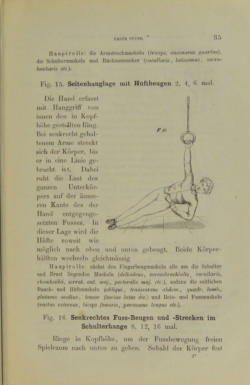 ST) Haupt volle: die Avmstreckmuskelii {triceps, anconaeus quartus), die Scluiltorniuskeln und Rückenstrecker {rucnllaris, laüssimtis, sacro- lumbaris de.). Fig. 15. Seitenhanglage mit Hüftbeugen 2, 4, G mal. Die Hand erlasst mit llanggritl’ von innen den in Kopf- liölie gestellten Fing. Hei senkrecht gehal- tenem Arme streckt sich der Köi-per, bis er in eine Linie ge- bracht ist. Dabei ruht die Last des ganzen Unterkör- pers auf der äusse- ren Kante des der Hand entgegenge- setzten Fusses. ln dieser Lage wird die Hüfte soweit wie möglich nach oben und unten gebeugt. Beide Körjier- hälften wechseln gleichmässig Hauptrolle; nächst den Fiugerbeugmuskclu alle um die Schulter und Brust liegenden Muskeln (deltoideus^ coracohrachialis ^ cuctdlaris, rhomioidei, serrat. mit. maj., pectoralis maj. etc.)., sodann die seitlichen Bauch- und Hüftmuskeln {obliqui, transverstis abdom., quadr. limb., qhitaeus medius, tensor fasciae latae etc.) und Bein- und Fussmuskeln {vastus externus, biceps femoris, peronaeus longus etc.). füg. 16. Senkrechtes Fuss-Beugen und -Strecken im Schulterhange 8, 12, IG mal. Finge in Kopfhöhe, um der Fussbewegung freien Spielraum nach unten zu geben. Sobald der Körper fest 3*