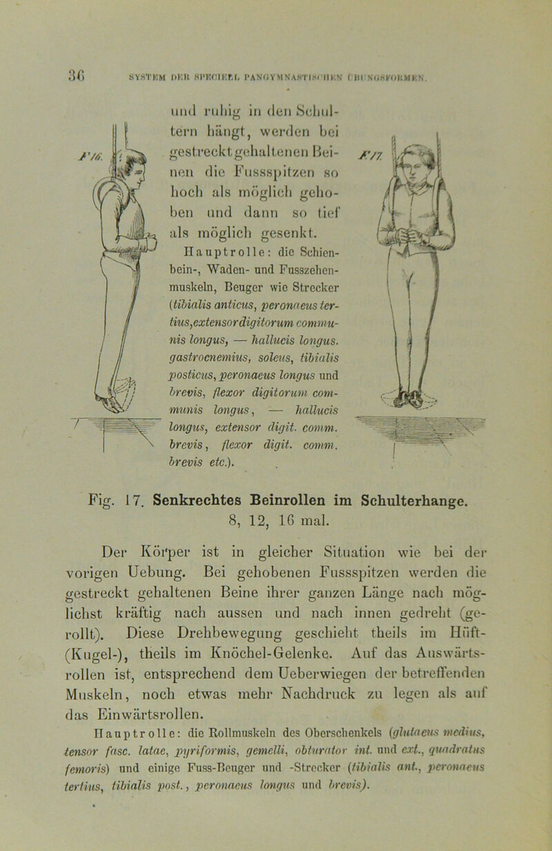 3r, und ruhig in den Scdinl- tern hängt, wei'den bei gestrecktgeluiltenen liei- non die Fnssspitzen so hoch als möglich geho- ben und dann so tief als möglich gesenkt. Hauptrolle: die Schien- bein-, Waden- und Fusszehcn- muskeln, Beuger wie Strecker {tihialis anticus, peronaeus tcr- tius,extensordigitorum commu- nis longtis, — hallucis longus. gastroenemius, soleus, tihialis posticus^ peronaeus longus und hrevis, flexor digitorum com- munis longus, — hallucis longus, extensor digit. comm. hrevis, flexor digit. comm. hrevis etc). Fig. 17. Senkrechtes Beinrollen im Schulterhange. 8, 12, IC mal. Der Körper ist in gleicher Situation wie bei der vorigen Uebimg. Bei gehobenen Fussspitzen werden die gestreckt gehaltenen Beine ihrer ganzen Länge nach mög- lichst kräftig nach aussen und nach innen gedreht (ge- rollt). Diese Drehbewegung geschieht theils im Hfift- (Kugel-), theils im Knöchel-Gelenke. Auf das Auswärts- rollen ist, entsprechend dem Ueberwiegen der betreffenden Muskeln, noch etwas mehr Nachdruck zu legen als auf das Einwärtsrollen. ITauptrolle: die Rollmuskeln des Oberschenkels {glutaeus medius, tensor fase, latae, pyriformis, gemelli, nhturator int. und ext., quadratus femoris) und einige Fuss-Beuger und -Strecker [tihialis ant, peronaeus tertius, tihialis post., peronaeus longus und hrevis).