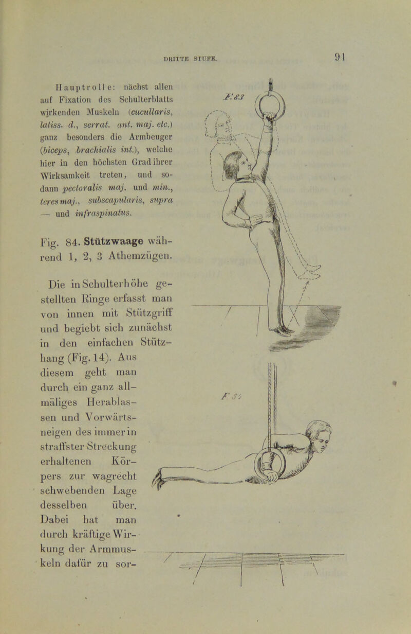 Ilauiitroll e: näclist allen auf Fixation des Schulterblatts wirkenden Muskeln (cucullaris, latiss- d., serral. ant. niaj. elc.) ganz besonders die Armbeuger {biceps, brachialis int.), welche liier in den höchsten Grad ihrer Wirksamkeit treten, und so- dann pectoralis maj. und min., tcresmaj., suhsciqmlaris, supra — und iufraspinatus. Fig. 84. Stützwaage wäh- rend 1, 2, 3 Athemzügen. Die inSchulterhöhe ge- stellten Ringe ei-fasst man von innen mit StützgrilF und begiebt sich zunächst in den einfachen Stiitz- hang (Fig. 14). Aus diesem geht man durch ein ganz all- mäliges Herablas- sen und Vorwärts- neigen des immer in straffster Streckung erhaltenen Kör- pers zur wagrecht schwebenden Lage ^ desselben über. Dabei hat man durch ki’äftige Wir- kung der Armmus- keln dafür zu sor-