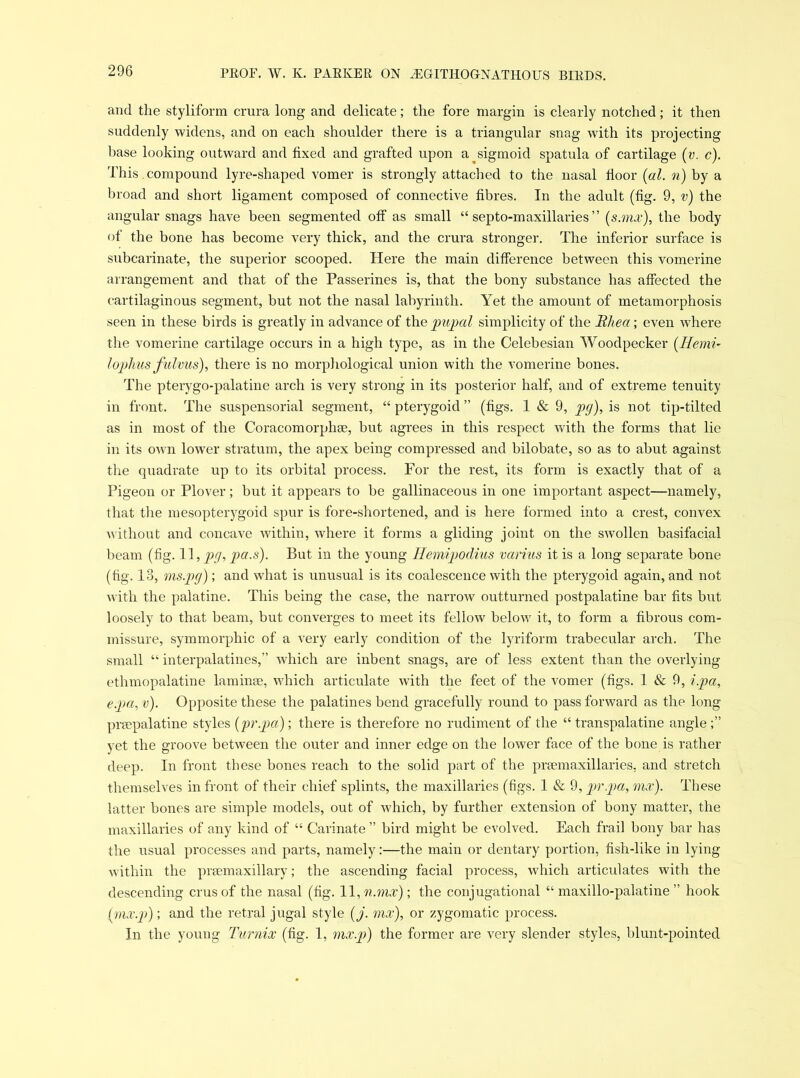 and the styliform crura long and delicate; the fore margin is clearly notched; it then suddenly widens, and on each shoulder there is a triangular snag with its projecting base looking outward and fixed and grafted upon a sigmoid spatula of cartilage (v. c). This compound lyre-shaped vomer is strongly attached to the nasal floor (al. n) by a broad and short ligament composed of connective fibres. In the adult (fig. 9, v) the angular snags have been segmented off as small “ septo-maxillaries ” (s.mx), the body of the bone has become very thick, and the crura stronger. The inferior surface is subcarinate, the superior scooped. Here the main difference between this vomerine arrangement and that of the Passerines is, that the bony substance has affected the cartilaginous segment, but not the nasal labyrinth. Yet the amount of metamorphosis seen in these birds is greatly in advance of the pupal simplicity of the Rhea; even where the vomerine cartilage occurs in a high type, as in the Celebesian Woodpecker (Hemi- lophus fulvus), there is no morphological union with the vomerine bones. The pterygo-palatine arch is very strong in its posterior half, and of extreme tenuity in front. The suspensorial segment, “ pterygoid ” (figs. 1 & 9, pg), is not tip-tilted as in most of the Coracomorphae, but agrees in this respect with the forms that lie in its own lower stratum, the apex being compressed and bilobate, so as to abut against the quadrate up to its orbital process. For the rest, its form is exactly that of a Pigeon or Plover; but it appears to he gallinaceous in one important aspect—namely, that the mesopterygoid spur is fore-shortened, and is here formed into a crest, convex without and concave within, where it forms a gliding joint on the swollen basifacial beam (tig. 11, pg, pa.s). But in the young Hemipodius varius it is a long separate bone (fig. 13, ms.pg); and what is unusual is its coalescence with the ptei’ygoid again, and not with the palatine. This being the case, the narrow outturned postpalatine bar fits but loosely to that beam, but converges to meet its fellow below it, to form a fibrous com- missure, symmorpliic of a very early condition of the lyriform trabecular arch. The small “ interpalatines,” which are inbent snags, are of less extent than the overlying ethmopalatine laminae, which articulate with the feet of the vomer (figs. 1 & 9, ipa, epa, v). Opposite these the palatines bend gracefully round to pass forward as the long prsepalatine styles (pr.pa); there is therefore no rudiment of the “transpalatine angle;” yet the groove between the outer and inner edge on the lower face of the bone is rather deep. In front these bones reach to the solid part of the prsemaxillaries, and stretch themselves in front of their chief splints, the maxillaries (figs. 1 & 9, pr.pa, mx). These latter bones are simple models, out of which, by further extension of bony matter, the maxillaries of any kind of “ Carinate ” bird might be evolved. Each frail bony bar has the usual processes and parts, namely:—the main or dentary portion, fish-like in lying within the prsemaxillary; the ascending facial process, which articulates with the descending crus of the nasal (fig. 11, n.mx); the conjugational “ maxillo-palatine ” hook ('mx.p); and the retral jugal style (j. mx), or zygomatic process. In the young Turnix (fig. 1, mx.p) the former are very slender styles, blunt-pointed
