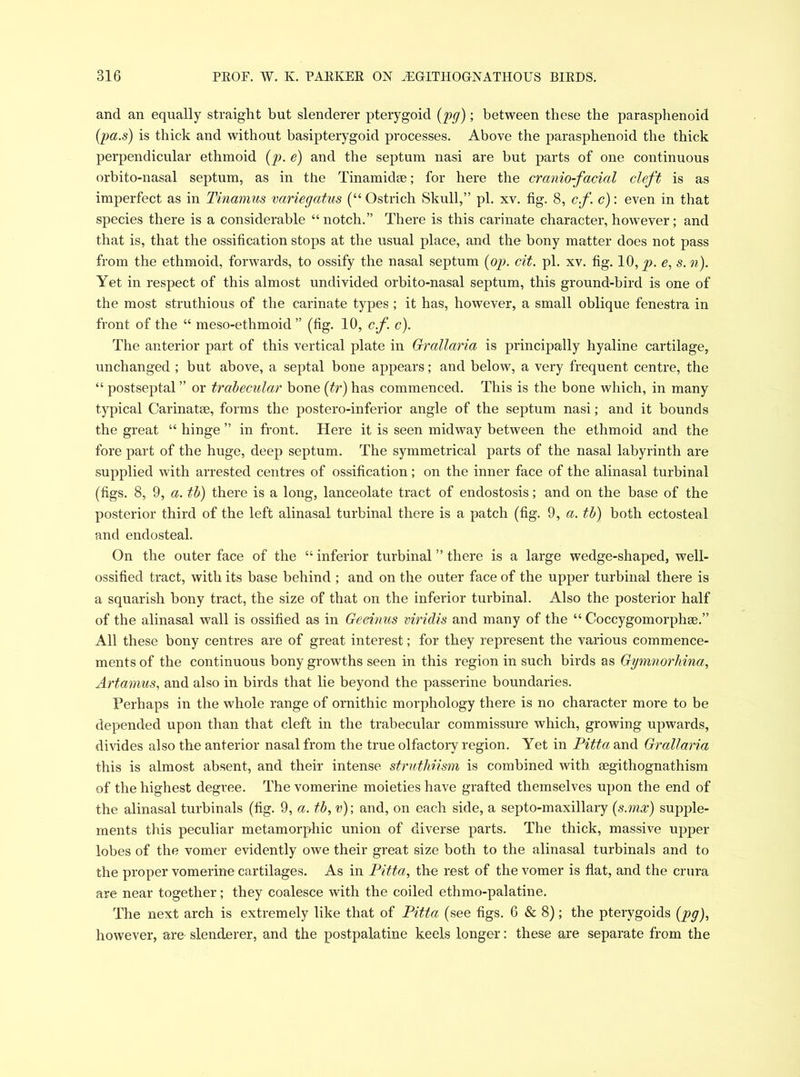 and an equally straight but slenderer pterygoid (pg); between these the parasphenoid (pa.s) is thick and without basipterygoid processes. Above the parasphenoid the thick perpendicular ethmoid (p. e) and the septum nasi are but parts of one continuous orbito-nasal septum, as in the Tinamidse; for here the crctnio-facial cleft is as imperfect as in Tinamus variegatus (“Ostrich Skull,” pi. xv. fig. 8, c.f. c): even in that species there is a considerable “notch.” There is this carinate character, however; and that is, that the ossification stops at the usual place, and the bony matter does not pass from the ethmoid, forwards, to ossify the nasal septum (op. cit. pi. xv. fig. 10,^?. e, s. n). Yet in respect of this almost undivided orbito-nasal septum, this ground-bird is one of the most struthious of the carinate types ; it has, however, a small oblique fenestra in front of the “ meso-ethmoid ” (fig. 10, c.f. c). The anterior part of this vertical plate in Grallaria is principally hyaline cartilage, unchanged ; but above, a septal bone appears; and below, a very frequent centre, the “ postseptal ” or trabecular bone (tr) has commenced. This is the bone which, in many typical Carinatae, forms the postero-inferior angle of the septum nasi; and it bounds the great “ hinge ” in front. Here it is seen midway between the ethmoid and the fore part of the huge, deep septum. The symmetrical parts of the nasal labyrinth are supplied with arrested centres of ossification; on the inner face of the alinasal turbinal (figs. 8, 9, a. tb) there is a long, lanceolate tract of endostosis; and on the base of the posterior third of the left alinasal turbinal there is a patch (fig. 9, a. tb) both ectosteal and endosteal. On the outer face of the “ inferior turbinal ” there is a large wedge-shaped, well- ossified tract, with its base behind ; and on the outer face of the upper turbinal there is a squarish bony tract, the size of that on the inferior turbinal. Also the posterior half of the alinasal wall is ossified as in Geeinus viridis and many of the “ Coccygomorphse.” All these bony centres are of great interest; for they represent the various commence- ments of the continuous bony growths seen in this region in such birds as Gymnorhina, Artamus, and also in birds that lie beyond the passerine boundaries. Perhaps in the whole range of ornithic morphology there is no character more to be depended upon than that cleft in the trabecular commissure which, growing upwards, divides also the anterior nasal from the true olfactory region. Yet in Pitta and Grallaria this is almost absent, and their intense struthiism is combined with segithognathism of the highest degree. The vomerine moieties have grafted themselves upon the end of the alinasal turbinals (fig. 9, a. tb, v)\ and, on each side, a septo-maxillary (s.mx) supple- ments this peculiar metamorphic union of diverse parts. The thick, massive upper lobes of the vomer evidently owe their great size both to the alinasal turbinals and to the proper vomerine cartilages. As in Pitta, the rest of the vomer is flat, and the crura are near together; they coalesce with the coiled ethmo-palatine. The next arch is extremely like that of Pitta (see figs. 6 & 8); the pterygoids (pg), however, are slenderer, and the postpalatine keels longer: these are separate from the