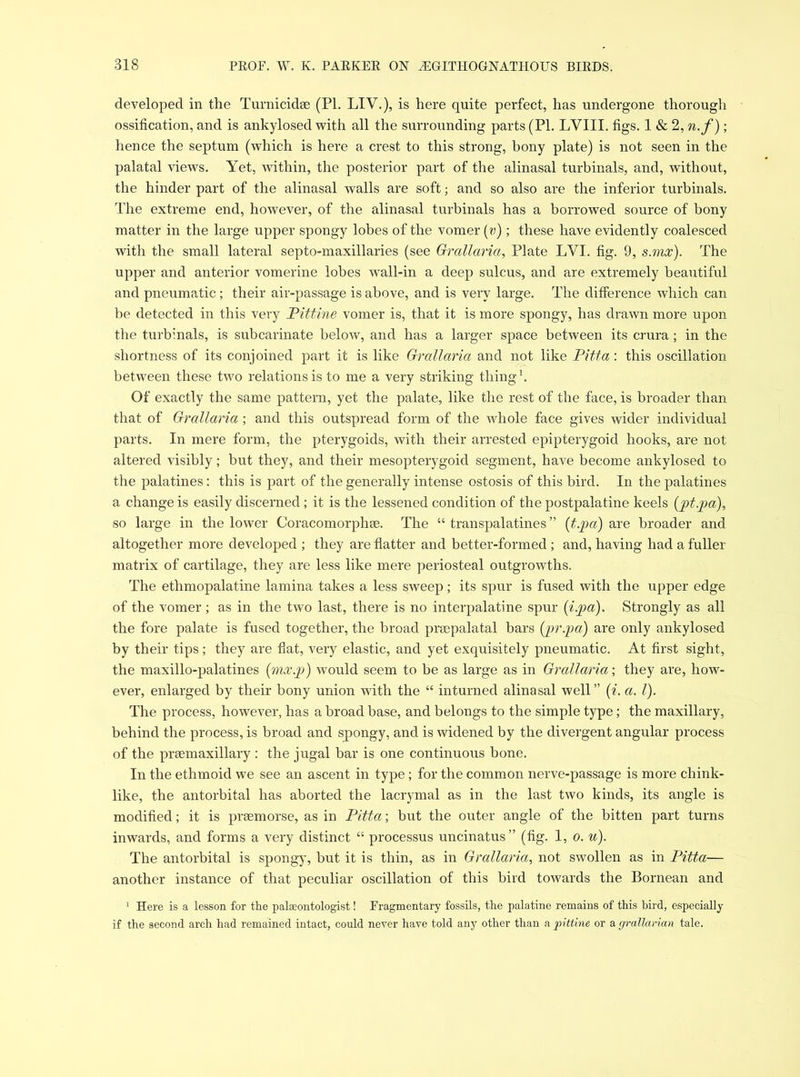 developed in the Turnicidse (PL LIV.), is here quite perfect, has undergone thorough ossification, and is ankylosed with all the surrounding parts (PL LVIII. figs. 1 & 2, n.f); hence the septum (which is here a crest to this strong, bony plate) is not seen in the palatal views. Yet, within, the posterior part of the alinasal turbinals, and, without, the hinder part of the alinasal walls are soft; and so also are the inferior turbinals. The extreme end, however, of the alinasal turbinals has a borrowed source of bony matter in the large upper spongy lobes of the vomer (?;); these have evidently coalesced with the small lateral septo-maxillaries (see Grallaria, Plate LYI. fig. 9, s.mx). The upper and anterior vomerine lobes wTall-in a deep sulcus, and are extremely beautiful and pneumatic; their air-passage is above, and is very large. The difference which can be detected in this very Pittine vomer is, that it is more spongy, has drawn more upon the turbinals, is subcarinate below, and has a larger space between its crura; in the shortness of its conjoined part it is like Grallaria and not like Pitta', this oscillation between these two relations is to me a very striking thing1. Of exactly the same pattern, yet the palate, like the rest of the face, is broader than that of Grallaria ; and this outspread form of the whole face gives wider individual parts. In mere form, the pterygoids, with their arrested epipterygoid hooks, are not altered visibly; but they, and their mesopterygoid segment, have become ankylosed to the palatines: this is part of the generally intense ostosis of this bird. In the palatines a change is easily discerned; it is the lessened condition of the postpalatine keels (pt.pa), so large in the lower Coracomorphte. The “transpalatines” (t.pa) are broader and altogether more developed ; they are flatter and better-formed ; and, having had a fuller matrix of cartilage, they are less like mere periosteal outgrowths. The ethmopalatine lamina takes a less sweep; its spur is fused with the upper edge of the vomer; as in the two last, there is no interpalatine spur (i.pa). Strongly as all the fore palate is fused together, the broad prsepalatal bars (jar.pa) are only ankylosed by their tips; they are flat, very elastic, and yet exquisitely pneumatic. At first sight, the maxillo-palatines (mx.'p) would seem to be as large as in Grallaria; they are, how- ever, enlarged by their bony union with the “ inturned alinasal well ” (i. a. 1). The process, however, has a broad base, and belongs to the simple type; the maxillary, behind the process, is broad and spongy, and is widened by the divergent angular process of the prsemaxillary : the jugal bar is one continuous bone. In the ethmoid we see an ascent in type; for the common nerve-passage is more chink- like, the antorbital has aborted the lacrymal as in the last two kinds, its angle is modified; it is praemorse, as in Pitta; but the outer angle of the bitten part turns inwards, and forms a very distinct “ processus uncinatus” (fig. 1, o. u). The antorbital is spongy, but it is thin, as in Grallaria, not swollen as in Pitta— another instance of that peculiar oscillation of this bird towards the Bornean and 1 Here is a lesson for the palaeontologist! Fragmentary fossils, the palatine remains of this bird, especially if the second arch had remained intact, could never have told any other than a joittine or a grallarian tale.