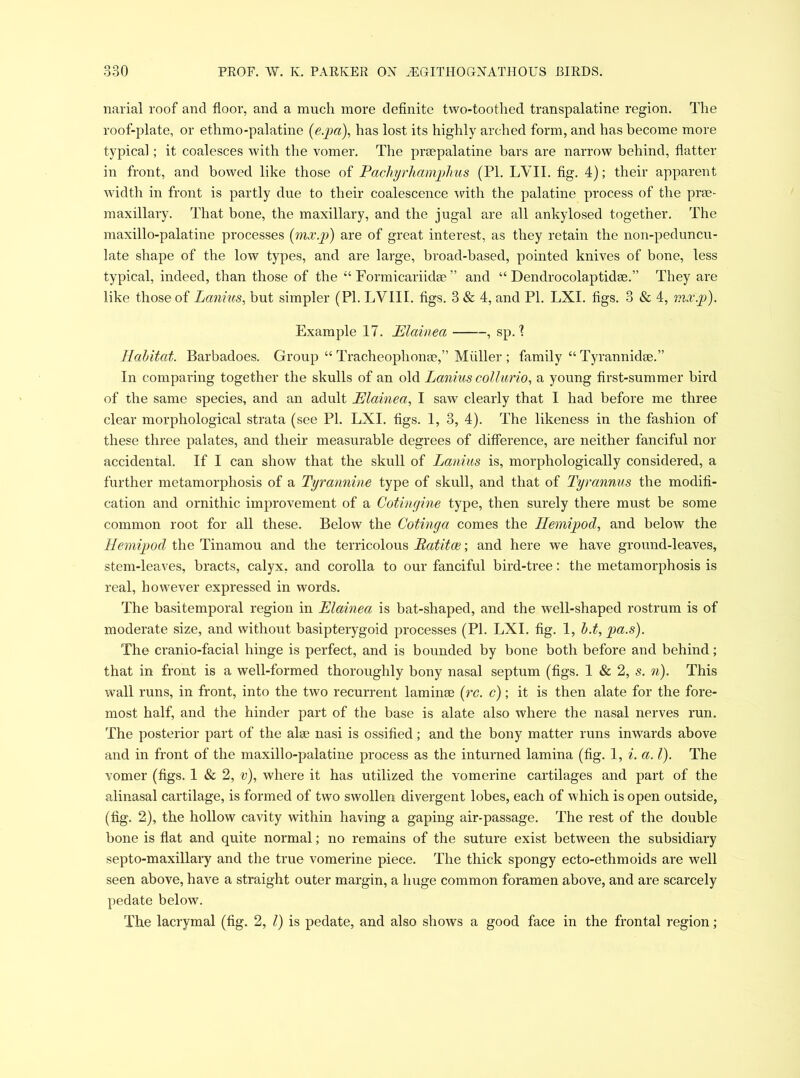 narial roof and floor, and a much more definite two-toothed transpalatine region. The roof-plate, or ethmo-palatine (e.pa), has lost its highly arched form, and has become more typical; it coalesces with the vomer. The prsepalatine bars are narrow behind, flatter in front, and bowed like those of Pacliyrhamjghus (PI. LVII. fig. 4); their apparent width in front is partly due to their coalescence with the palatine process of the prse- maxillary. That bone, the maxillary, and the jugal are all ankylosed together. The maxillo-palatine processes (mx.jj) are of great interest, as they retain the non-peduncu- late shape of the low types, and are large, broad-based, pointed knives of bone, less typical, indeed, than those of the “ Formicariidse ” and “ Dendrocolaptidse.” They are like those of Lanins, but simpler (PI. LVIII. figs. 3 & 4, and PI. LXI. figs. 3 & 4, ?nx.jo). Example 17. Elainea , sp. 1 Habitat. Barbadoes. Group “ Tracheophonae,” Muller ; family “ Tyrannidae.” In comparing together the skulls of an old Lanins collurio, a young first-summer bird of the same species, and an adult Elainea, I saw clearly that I had before me three clear morphological strata (see PI. LXI. figs. 1, 3, 4). The likeness in the fashion of these three palates, and their measurable degrees of difference, are neither fanciful nor accidental. If I can show that the skull of Lanins is, morphologically considered, a further metamorphosis of a Tyrannine type of skull, and that of Tyrannus the modifi- cation and ornithic improvement of a Cotingine type, then surely there must be some common root for all these. Below the Cotinga comes the Ilemipod, and below the Hemipod the Tinamou and the terricolous Ratitce; and here we have ground-leaves, stem-leaves, bracts, calyx, and corolla to our fanciful bird-tree: the metamorphosis is real, however expressed in words. The basitemporal region in Elainea is bat-shaped, and the well-shaped rostrum is of moderate size, and without basipterygoid processes (PI. LXI. fig. 1, b.t, jga.s). The cranio-facial hinge is perfect, and is bounded by bone both before and behind; that in front is a well-formed thoroughly bony nasal septum (figs. 1 & 2, s. n). This wall runs, in front, into the two recurrent laminae (rc. c); it is then alate for the fore- most half, and the hinder part of the base is alate also where the nasal nerves run. The posterior part of the alee nasi is ossified; and the bony matter runs inwards above and in front of the maxillo-palatine process as the inturned lamina (fig. 1, i. a. I). The vomer (figs. 1 & 2, v), where it has utilized the vomerine cartilages and part of the alinasal cartilage, is formed of two swollen divergent lobes, each of which is open outside, (fig. 2), the hollow cavity within having a gaping air-passage. The rest of the double bone is flat and quite normal; no remains of the suture exist between the subsidiary septo-maxillary and the true vomerine piece. The thick spongy ecto-ethmoids are well seen above, have a straight outer margin, a huge common foramen above, and are scarcely pedate below. The lacrymal (fig. 2, l) is pedate, and also shows a good face in the frontal region;