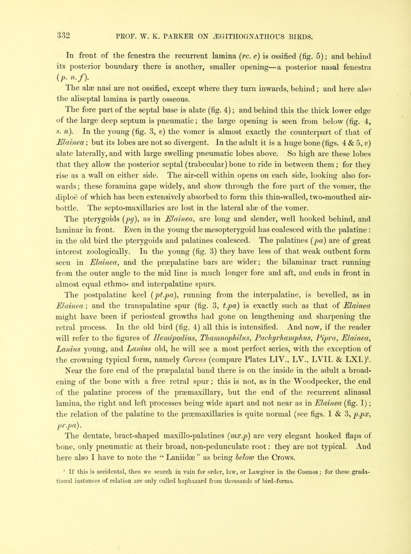 In front of the fenestra the recurrent lamina (rc. c) is ossified (fig. 5); and behind its posterior boundary there is another, smaller opening—a posterior nasal fenestra (p. n.f). The alae nasi are not ossified, except where they turn inwards, behind; and here also the aliseptal lamina is partly osseous. The fore part of the septal base is alate (fig. 4); and behind this the thick lower edge of the large deep septum is pneumatic; the large opening is seen from below (fig. 4, s. n). In the young (fig. 3, v) the vomer is almost exactly the counterpart of that of Elainea; but its lobes are not so divergent. In the adult it is a huge bone (figs. 4 & 5, v) alate laterally, and with large swelling pneumatic lobes above. So high are these lobes that they allow the posterior septal (trabecular) bone to ride in between them; for they rise as a wall on either side. The air-cell within opens on each side, looking also for- wards ; these foramina gape widely, and show through the fore part of the vomer, the diploe of which has been extensively absorbed to form this thin-walled, two-mouthed air- bottle. The septo-maxillaries are lost in the lateral alee of the vomer. The pterygoids (pg), as in Elainea, are long and slender, well hooked behind, and laminar in front. Even in the young the mesopterygoid has coalesced with the palatine: in the old bird the pterygoids and palatines coalesced. The palatines (pa) are of great interest zoologically. In the young (fig. 3) they have less of that weak outbent form seen in Elainea, and the prsepalatine bars are wider; the bilaminar tract running from the outer angle to the mid line is much longer fore and aft, and ends in front in almost equal ethmo- and interpalatine spurs. The postpalatine keel (pt.pa), running from the interpalatine, is bevelled, as in Elainea; and the transpalatine spur (fig. 3, t.pa) is exactly such as that of Elainea might have been if periosteal growths had gone on lengthening and sharpening the retral process. In the old bird (fig. 4) all this is intensified. And now, if the reader will refer to the figures of Hemipodius, Thamnophilus, Pachyrhamphus, Pipra, Elainea, Lanius young, and Lanius old, he will see a most perfect series, with the exception of the crowning typical form, namely Corvus (compare Plates LIV., LV., LVII. & LXI.)1. Near the fore end of the praepalatal band there is on the inside in the adult a broad- ening of the bone with a free retral spur; this is not, as in the Woodpecker, the end of the palatine process of the praemaxillary, but the end of the recurrent alinasal lamina, the right and left processes being wide apart and not near as in Elainea (fig. 1); the relation of the palatine to the prsemaxillaries is quite normal (see figs. I & 3, ppx, pr.pa). The dentate, bract-shaped maxillo-palatines (mx.p) are very elegant hooked flaps of bone, only pneumatic at their broad, non-pedunculate root: they are not typical. And here also I have to note the “ Laniidse ” as being below the Crows. 1 If this is accidental, then vre search in vain for order, law, or Lawgiver in the Cosmos; for these grada- tional instances of relation are only culled haphazard from thousands of bird-forms.