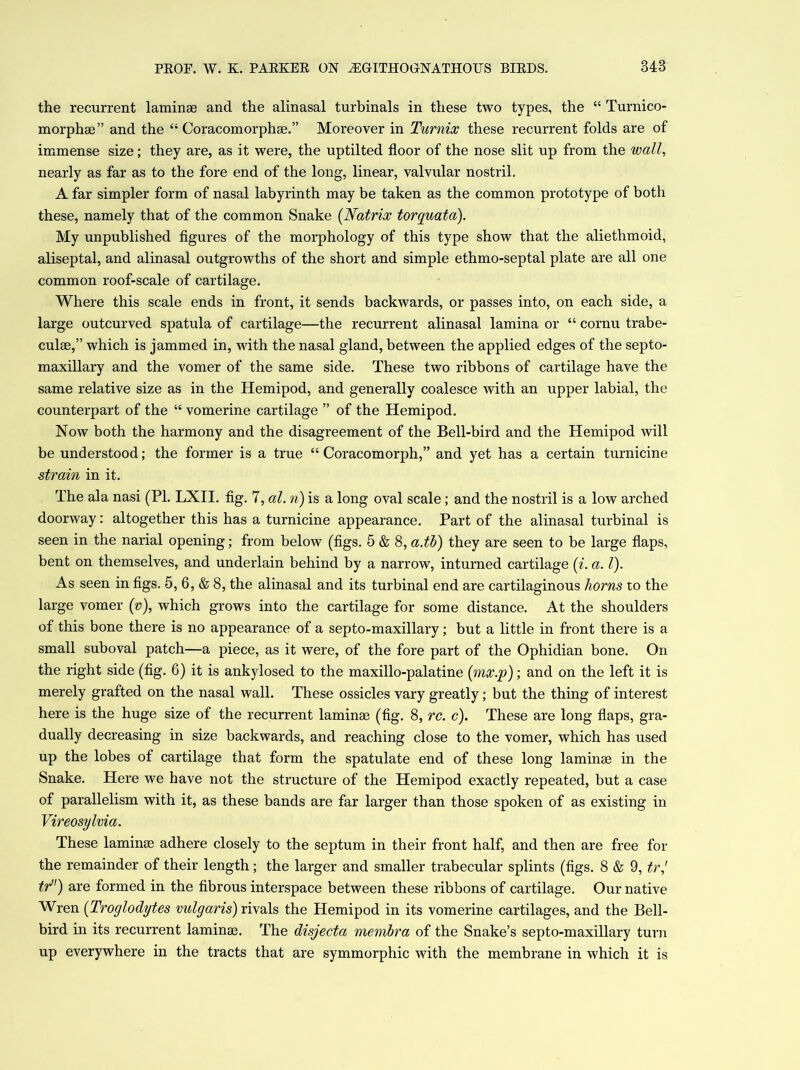 the recurrent laminae and the alinasal turbinals in these two types, the “ Turnico- morphae” and the “ Coracomorphae.” Moreover in Turnix these recurrent folds are of immense size; they are, as it were, the uptilted floor of the nose slit up from the wall, nearly as far as to the fore end of the long, linear, valvular nostril. A far simpler form of nasal labyrinth may be taken as the common prototype of both these, namely that of the common Snake (Natrix torquata). My unpublished figures of the morphology of this type show that the aliethmoid, aliseptal, and alinasal outgrowths of the short and simple ethmo-septal plate are all one common roof-scale of cartilage. Where this scale ends in front, it sends backwards, or passes into, on each side, a large outcurved spatula of cartilage—the recurrent alinasal lamina or “ cornu trabe- culae,” which is jammed in, with the nasal gland, between the applied edges of the septo- maxillary and the vomer of the same side. These two ribbons of cartilage have the same relative size as in the Hemipod, and generally coalesce with an upper labial, the counterpart of the “ vomerine cartilage ” of the Hemipod. Now both the harmony and the disagreement of the Bell-bird and the Hemipod will be understood; the former is a true “ Coracomorph,” and yet has a certain turnicine strain in it. The ala nasi (PI. LXII. fig. 7, al. n) is a long oval scale; and the nostril is a low arched doorway: altogether this has a turnicine appearance. Part of the alinasal turbinal is seen in the narial opening; from below (figs. 5 & 8, a.tb) they are seen to be large flaps, bent on themselves, and underlain behind by a narrow, inturned cartilage (i. a. 1). As seen in figs. 5, 6, & 8, the alinasal and its turbinal end are cartilaginous horns to the large vomer (v), which grows into the cartilage for some distance. At the shoulders of this bone there is no appearance of a septo-maxillary; but a little in front there is a small suboval patch—a piece, as it were, of the fore part of the Ophidian bone. On the right side (fig. 6) it is ankylosed to the maxillo-palatine (mx.p); and on the left it is merely grafted on the nasal wall. These ossicles vary greatly; but the thing of interest here is the huge size of the recurrent laminae (fig. 8, rc. c). These are long flaps, gra- dually decreasing in size backwards, and reaching close to the vomer, which has used up the lobes of cartilage that form the spatulate end of these long laminae in the Snake. Here we have not the structure of the Hemipod exactly repeated, but a case of parallelism with it, as these bands are far larger than those spoken of as existing in Vireosylvia. These laminae adhere closely to the septum in their front half, and then are free for the remainder of their length; the larger and smaller trabecular splints (figs. 8 & 9, tr,1 tr) are formed in the fibrous interspace between these ribbons of cartilage. Our native Wren (Troglodytes vulgaris) rivals the Hemipod in its vomerine cartilages, and the Bell- bird in its recurrent laminae. The disjecta membra of the Snake’s septo-maxillary turn up everywhere in the tracts that are symmorphic with the membrane in which it is