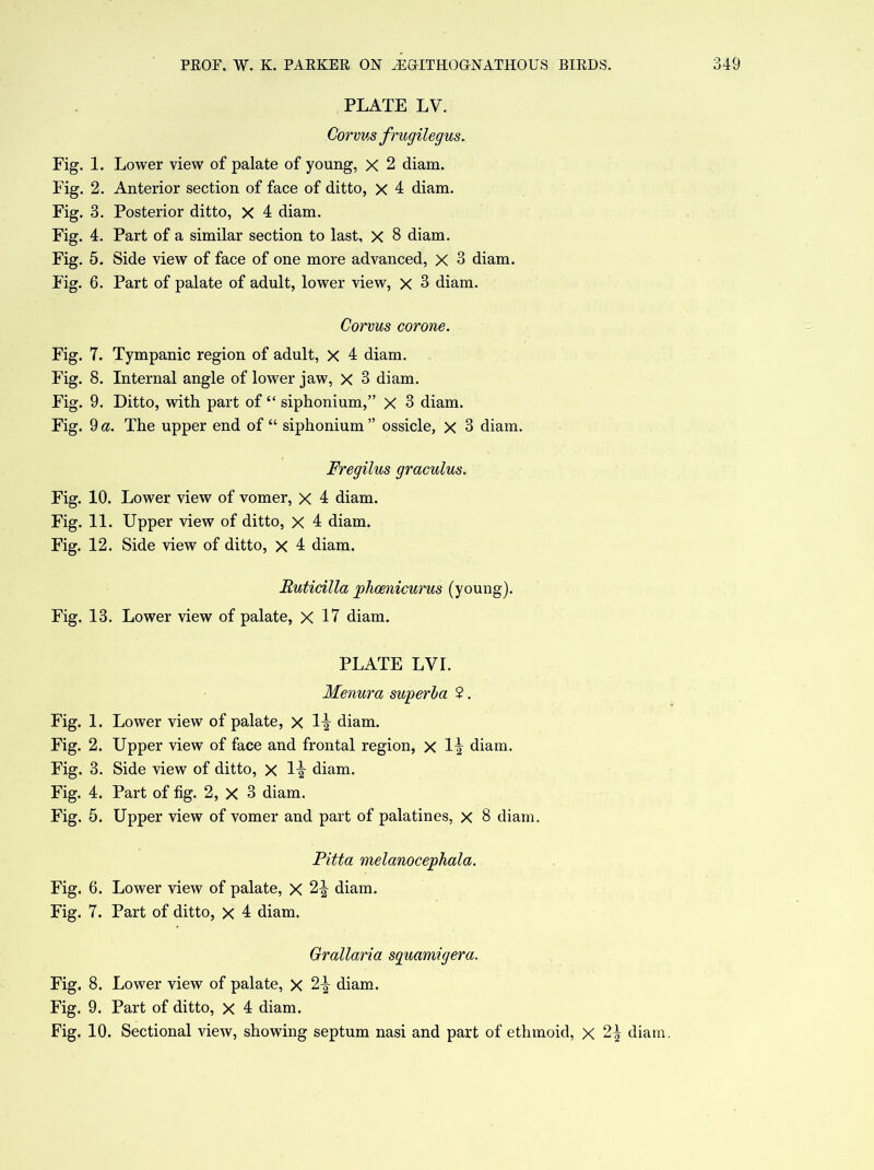 PLATE LV. Corms frugilegus. Fig. 1. Lower view of palate of young, x 2 diam. Fig. 2. Anterior section of face of ditto, x 4 diam. Fig. 3. Posterior ditto, x 4 diam. Fig. 4. Part of a similar section to last, X 8 diam. Fig. 5. Side view of face of one more advanced, X 3 diam. Fig. 6. Part of palate of adult, lower view, x 3 diam. Corvus corone. Fig. 7. Tympanic region of adult, X 4 diam. Fig. 8. Internal angle of lower jaw, x 3 diam. Fig. 9. Ditto, with part of “ siphonium,” X 3 diam. Fig. 9a. The upper end of “ siphonium” ossicle, x 3 diam. Fregilus graculus. Fig. 10. Lower view of vomer, x 4 diam. Fig. 11. Upper view of ditto, X 4 diam. Fig. 12. Side view of ditto, x 4 diam. Ruticilla phcenicurus (young). Fig. 13. Lower view of palate, X 17 diam. PLATE LVI. Menura superba $. Fig. 1. Lower view of palate, X li diam. Fig. 2. Upper view of face and frontal region, x li diam. Fig. 3. Side view of ditto, X 1 i diam. Fig. 4. Part of fig. 2, X 3 diam. Fig. 5. Upper view of vomer and part of palatines, x 8 diam. Pitta melanocephala. Fig. 6. Lower view of palate, X 2^ diam. Fig. 7. Part of ditto, X 4 diam. Grallaria sguamigera. Fig. 8. Lower view of palate, X 2^- diam. Fig. 9. Part of ditto, X 4 diam. Fig. 10. Sectional view, showing septum nasi and part of ethmoid, x 2^ diam.