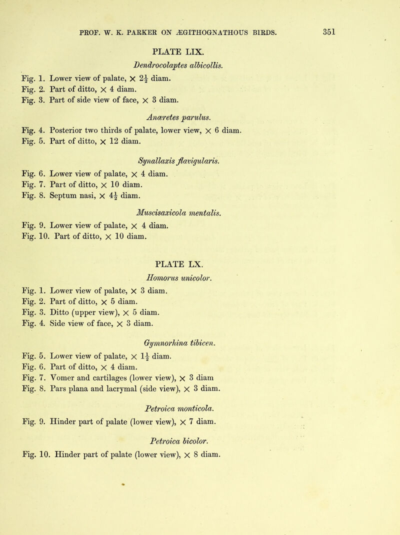 PLATE LIX. Dendrocolaptes cdbicollis. Fig. 1. Lower view of palate, X 2-| diam. Fig. 2. Part of ditto, X 4 diam. Fig. 3. Part of side view of face, X 3 diam. Anceretes par ulus. Fig. 4. Posterior two thirds of palate, lower view, x 6 diam. Fig. 5. Part of ditto, x 12 diam. Synallaxis flamgularis. Fig. 6. Lower view of palate, X 4 diam. Fig. 7. Part of ditto, X 10 diam. Fig. 8. Septum nasi, X 4^ diam. Muscisaxicola mentalis. Fig. 9. Lower view of palate, X 4 diam. Fig. 10. Part of ditto, X 10 diam. PLATE LX. Homorus unicolor. Fig. 1. Lower view of palate, X 3 diam. Fig. 2. Part of ditto, X 5 diam. Fig. 3. Ditto (upper view), X 5 diam. Fig. 4. Side view of face, X 3 diam. Gymnorhina tibicen. Fig. 5. Lower view of palate, X li diam. Fig. 6. Part of ditto, X 4 diam. Fig. 7. Vomer and cartilages (lower view), X 3 diam Fig. 8. Pars plana and lacrymal (side view), X 3 diam. Petroica monticola. Fig. 9. Hinder part of palate (lower view), X 7 diam. Petroica bicolor. Fig. 10. Hinder part of palate (lower view), X 8 diam.