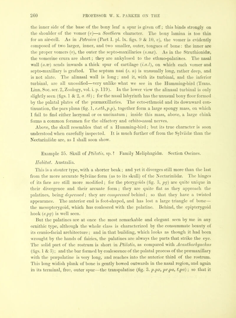 the inner side of the base of the bony leaf a spur is given off; this binds strongly on the shoulder of the vomer (v)—a Southern character. The bony lamina is too thin for an air-cell. As in Petroica (Part I. pi. lx. figs. 9 & 1U, v), the vomer is evidently composed of two larger, inner, and two smaller, outer, tongues of bone: the inner are the proper vomers (v), the outer the septo-maxillaries (s.nw). As in the Struthionidae, the vomerine crura are short; they are ankylosed to the ethmo-palatines. The nasal wall (n.w) sends inwards a thick spur of cartilage (i.a.l), on which each vomer and septo-maxillary is grafted. The septum nasi (s. n) is unusually long, rather deep, and is not alate. The alinasal wall is long; and it, with its turbinal, and the inferior turbinal, are all unossified—very unlike what we see in the Humming-bird (Trans. Linn. Soc. ser. 2, Zoology, vol. i. p. 119). In the lower view the alinasal turbinal is only slightly seen (figs. 1 & 2, a. th); for the nasal labyrinth has the unusual bony floor formed by the palatal plates of the pracmaxillaries. The ecto-ethmoid and its downward con- tinuation, the pars plana (fig. 1, e.eth,p.p), together form a large spongy mass, on which I fail to find either lacrymal or os uncinatum ; inside this mass, above, a large chink forms a common foramen for the olfactory and orbito-nasal nerves. Above, the skull resembles that of a Humming-bird; but its true character is soon understood when carefully inspected. It is much further off from the Sylviidte than the Nectariniidre are, as I shall soon show. Example 35. Skull of Ptilotis, sp. 1 Family Meliphagidae. Section Oscines. Habitat. Australia. This is a stouter type, with a shorter beak; and yet it diverges still more than the last from the more accurate Sylviine form (as to its skull) of the Nectariniidae. The hinges of its face are still more modified; for the pterygoids (fig. 3, pg) are quite unique in their divergence and their arcuate form ; they are quite flat as they approach the palatines, being depressed; they are compressed behind; so that they have a twisted appearance. The anterior end is foot-shaped, and has lost a large triangle of bone— the mesopterygoid, which has coalesced with the palatine. Behind, the epipterygoid hook (e.pg) is well seen. But the palatines are at once the most remarkable and elegant seen by me in any ornithic type, although the whole class is characterized by the consummate beauty of its cranio-facial architecture; and in that building, which looks as though it had been wrought by the hands of fairies, the palatines are always the parts that strike the eye. The solid part of the rostrum is short in Ptilotis, as compared with Acanthorhynchus (figs. 1 & 3); and the bar formed by coalescence of the palatal process of the pnrmaxillary with the pnepalatine is very long, and reaches into the anterior third of the rostrum. This long widish plank of bone is gently bowed outwards in the nasal region, and again in its terminal, free, outer spur—the transpalatine (fig. 3. p.px, pr.pa, t.pa); so that it