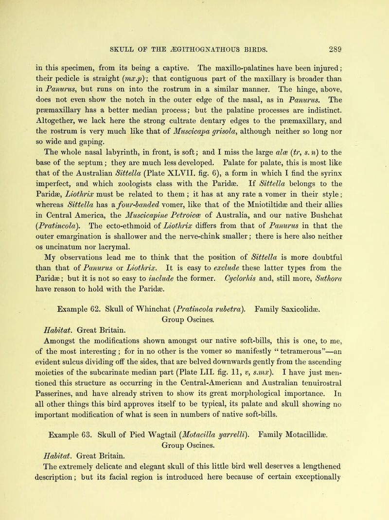in this specimen, from its being a captive. The maxillo-palatines have been injured; their pedicle is straight {mx.p)\ that contiguous part of the maxillary is broader than in Panurus, but runs on into the rostrum in a similar manner. The hinge, above, does not even show the notch in the outer edge of the nasal, as in Panurus. The prsemaxillary has a better median process; but the palatine processes are indistinct. Altogether, we lack here the strong cultrate dentary edges to the prsemaxillary, and the rostrum is very much like that of Muscicapa grisola, although neither so long nor so wide and gaping. The whole nasal labyrinth, in front, is soft; and I miss the large alee (tr, s. n) to the base of the septum; they are much less developed. Palate for palate, this is most like that of the Australian Sittella (Plate XLVII. fig. 6), a form in which I find the syrinx imperfect, and which zoologists class with the Paridse. If Sittella belongs to the Paridse, Liothrix must be related to them ; it has at any rate a vomer in their style; whereas Sittella has & four-landed vomer, like that of the Mniotiltidse and their allies in Central America, the Muscicapine Petroicce of Australia, and our native Bushchat (.Pratincola). The ecto-ethmoid of Liothrix differs from that of Panurus in that the outer emargination is shallower and the nerve-chink smaller; there is here also neither os uncinatum nor lacrymal. My observations lead me to think that the position of Sittella is more doubtful than that of Panurus or Liothrix. It is easy to exclude these latter types from the Paridse; but it is not so easy to include the former. Cyclorliis and, still more, Suthora have reason to hold with the Paridse. Example 62. Skull of Whinchat (Pratincola rubetra). Family Saxicolidse. Group Oscines. Habitat. Great Britain. Amongst the modifications shown amongst our native soft-bills, this is one, to me, of the most interesting; for in no other is the vomer so manifestly “tetramerous”—an evident sulcus dividing off the sides, that are belved downwards gently from the ascending moieties of the subcarinate median part (Plate LII. fig. 11, v, s.mx). I have just men- tioned this structure as occurring in the Central-American and Australian tenuirostral Passerines, and have already striven to show its great morphological importance. In all other things this bird approves itself to be typical, its palate and skull showing no important modification of what is seen in numbers of native soft-bills. Example 63. Skull of Pied Wagtail (Motacilla yarrelli). Family Motacillidse. Group Oscines. Habitat. Great Britain. The extremely delicate and elegant skull of this little bird well deserves a lengthened description; but its facial region is introduced here because of certain exceptionally
