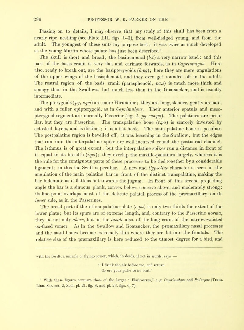 Passing on to details, I may observe that my study of this skull has been from a nearly ripe nestling (see Plate LII. figs. 1-3), from well-fledged young, and from the adult. The youngest of these suits my purpose best; it was twice as much developed as the young Martin whose palate has just been described h The skull is short and broad; the basitemporal (b.t) a very narrow band; and this part of the basis cranii is very flat, and carinate forwards, as in Caprimulgus. Here also, ready to break out, are the basipterygoids (b.pg); here they are mere angulations of the upper wings of the basisphenoid, and they even get rounded off in the adult. The rostral region of the basis cranii (parasphenoid, pa.s) is much more thick and spongy than in the Swallows, but much less than in the Goatsucker, and is exactly intermediate. The pterygoids (pg, €.pg) are more Hirundine; they are long, slender, gently arcuate, and with a fuller epipterygoid, as in Caprimulgus. Their anterior spatula and meso- pterygoid segment are normally Passerine (fig. 2, pg, ms.pg). The palatines are pecu- liar, but they are Passerine. The transpalatine bone (tpa) is scarcely invested by ectosteal layers, and is distinct; it is a flat hook. The main palatine bone is peculiar. The postpalatine region is bevelled off; it was lessening in the Swallow; but the edges that run into the interpalatine spike are well incurved round the postnarial channel. The isthmus is of great extent; but the interpalatine spikes run a distance in front of it equal to its breadth (i.pa); they overlap the maxillo-palatines largely, whereas it is the rule for the contiguous parts of these processes to be tied together by a considerable ligament; in this the Swift is peculiar. A new and Cypseline character is seen in the angulation of the main palatine bar in front of the distinct transpalatine, making the bar bidentate as it flattens out towards the jugum. In front of this second projecting angle the bar is a sinuous plank, convex below, concave above, and moderately strong; its fine point overlaps most of the delicate palatal process of the praemaxillary, on its inner side, as in the Passerines. The broad part of the ethmopalatine plate {e.pa) is only two thirds the extent of the lower plate; but its spurs are of extreme length, and, contrary to the Passerine norma, they lie not only above, but on the inside also, of the long crura of the narrow-waisted ox-faced vomer. As in the Swallow and Goatsucker, the prsemaxillary nasal processes and the nasal bones become extremely thin where they are let into the frontals. The relative size of the prsemaxillary is here reduced to the utmost degree for a bird, and with the Swift, a miracle of flying-power, which, in deeds, if not in words, says:— “ I drink tho air before me, and return Or ere your pulse twice beat.” 1 With these figures compare those of the larger “ Fissirostres,” e. g. Caprimulgus and Podargus (Trans. Linn. Soc. ser. 2, Zool. pi. 21. fig. 8, and pi. 23. figs. 6, 7).