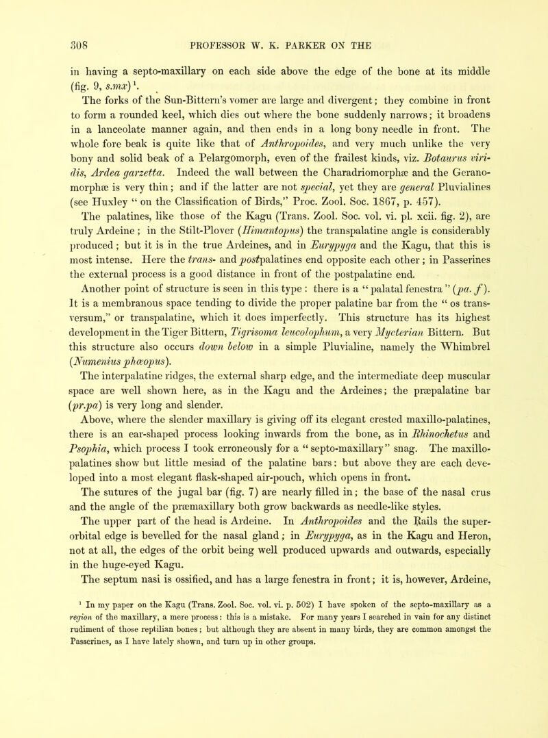 in having a septo-maxillary on each side above the edge of the bone at its middle (fig. 9, s.mx)1. The forks of the Sun-Bittern’s vomer are large and divergent; they combine in front to form a rounded keel, which dies out where the bone suddenly narrows; it broadens in a lanceolate manner again, and then ends in a long bony needle in front. The whole fore beak is quite like that of Anthropoides, and very much unlike the very bony and solid beak of a Pelargomorph, even of the frailest kinds, viz. Botaurus viri- dis, Ardea garzetta. Indeed the wall between the Charadriomorphte and the Gerano- morphse is very thin; and if the latter are not special, yet they are general Pluvialines (see Huxley “ on the Classification of Birds,” Proc. Zool. Soc. 1867, p. 457). The palatines, like those of the Kagu (Trans. Zool. Soc. vol. vi. pi. xcii. fig. 2), are truly Ardeine ; in the Stilt-Plover (Ilimantopus) the transpalatine angle is considerably produced; but it is in the true Ardeines, and in Eurypyga and the Kagu, that this is most intense. Here the trans- and ^os^palatines end opposite each other ; in Passerines the external process is a good distance in front of the postpalatine end. Another point of structure is seen in this type : there is a “ palatal fenestra ” {pa. f). It is a membranous space tending to divide the proper palatine bar from the “ os trans- versum,” or transpalatine, which it does imperfectly. This structure has its highest development in the Tiger Bittern, Tigrisoma leucolophum, a very Mycterian Bittern. But this structure also occurs down below in a simple Pluvialine, namely the Whimbrel {Numenius plxaeopus). The interpalatine ridges, the external sharp edge, and the intermediate deep muscular space are well shown here, as in the Kagu and the Ardeines; the prsepalatine bar (yr.pa) is very long and slender. Above, where the slender maxillary is giving off its elegant crested maxillo-palatines, there is an ear-shaped process looking inwards from the bone, as in Bhinochetus and Psophia, which process I took erroneously for a “septo-maxillary” snag. The maxillo- palatines show but little mesiad of the palatine bars; but above they are each deve- loped into a most elegant flask-shaped air-pouch, which opens in front. The sutures of the jugal bar (fig. 7) are nearly filled in; the base of the nasal crus and the angle of the prsemaxillary both grow backwards as needle-like styles. The upper part of the head is Ardeine. In Anthropoides and the Bails the super- orbital edge is bevelled for the nasal gland; in Eurypyga, as in the Kagu and Heron, not at all, the edges of the orbit being well produced upwards and outwards, especially in the huge-eyed Kagu. The septum nasi is ossified, and has a large fenestra in front; it is, however, Ardeine, 1 la my paper on the Kagu (Trans. Zool. Soc. vol. vi. p. 502) I have spoken of the septo-maxillary as a region of the maxillary, a mere process: this is a mistake. For many years I searched in vain for any distinct rudiment of those reptilian bones; but although they are absent in many birds, they are common amongst the Passerines, as I have lately shown, and turn up in other groups.