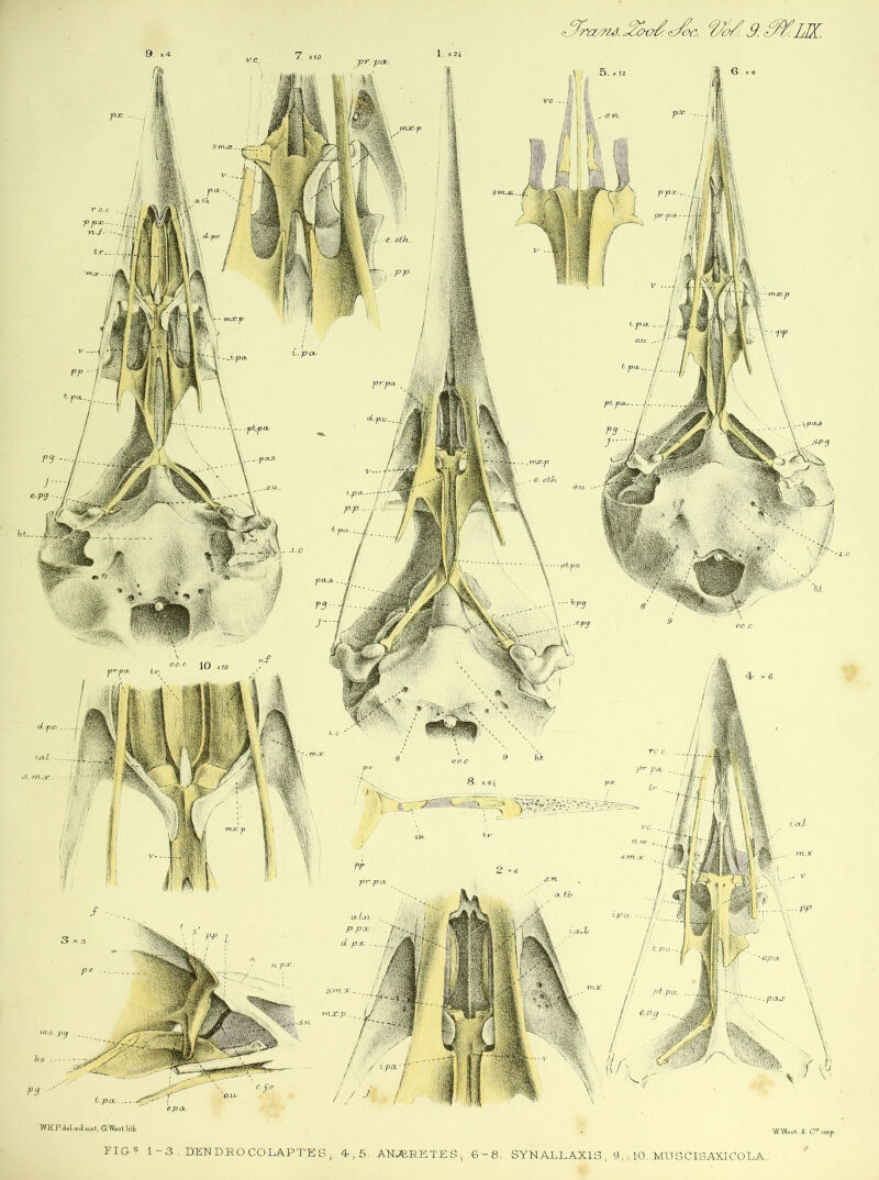 WK.P del Oul na-t, G West litk. -3 . DENDROCOLAPTES, 4,5. AWERE TE-S, 6-8. SYNALJLAXIS 9, WTWest & C° imp. FIG ? 1 10. MU3CISAXIC0LA.