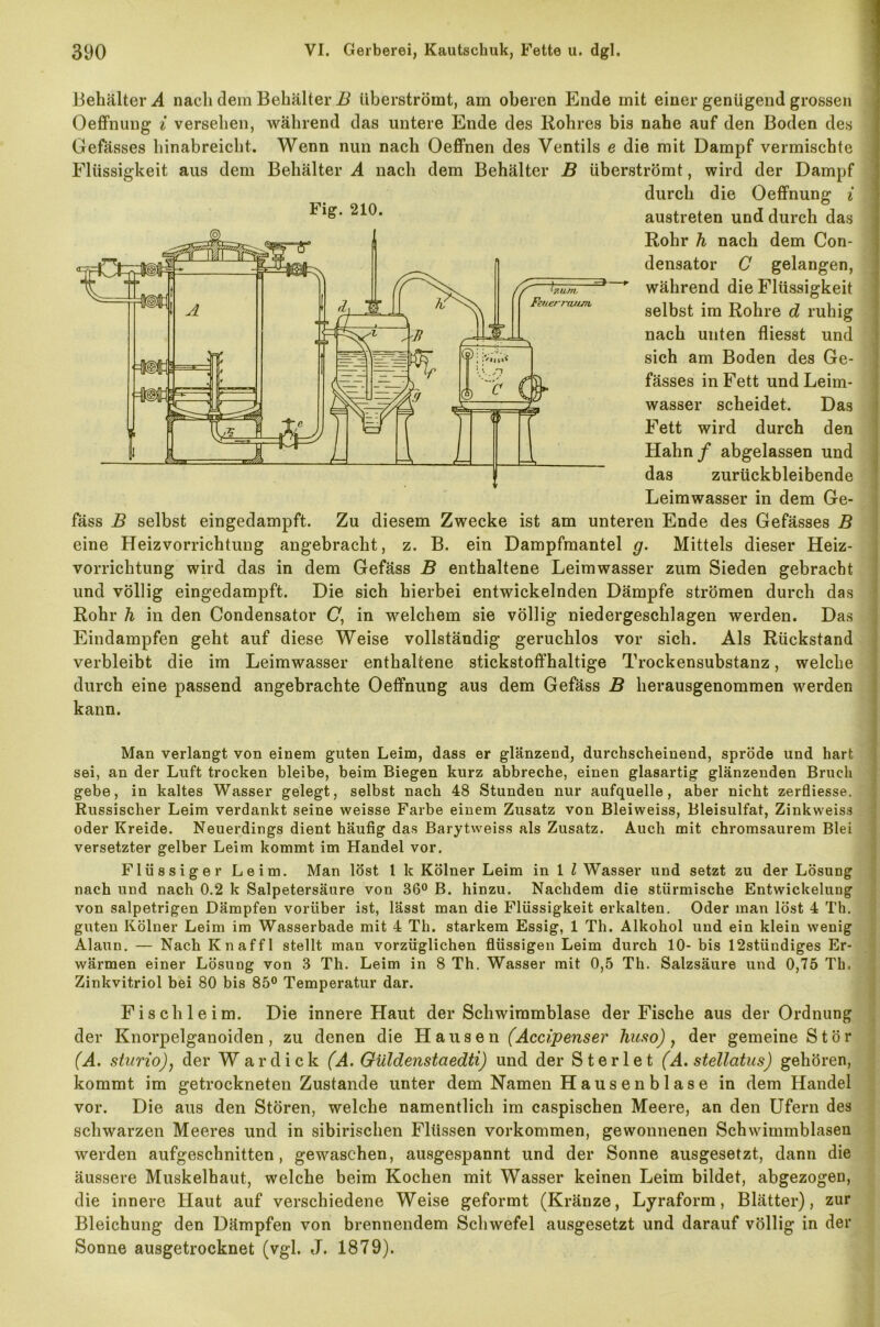 Behälter A nach dem Behälter B überströmt, am oberen Ende mit einer genügend grossen Oeffnung i versehen, während das untere Ende des Rohres bis nahe auf den Boden des Gefässes hinabreicht. Wenn nun nach Oeffnen des Ventils e die mit Dampf vermischte Flüssigkeit aus dem Behälter A nach dem Behälter B überströmt, wird der Dampf durch die Oeffnung i austreten und durch das Rohr h nach dem Con- densator C gelangen, während die Flüssigkeit selbst im Rohre d ruhig nach unten fliesst und sich am Boden des Ge- fässes in Fett und Leim- wasser scheidet. Das Fett wird durch den Hahn / abgelassen und das zurückbleibende Leimwasser in dem Ge- fäss B selbst eingedampft. Zu diesem Zwecke ist am unteren Ende des Gefässes B eine Heizvorrichtung angebracht, z. B. ein Dampfmantel g. Mittels dieser Heiz- vorrichtung wird das in dem Gefäss B enthaltene Leimwasser zum Sieden gebracht und völlig eingedampft. Die sich hierbei entwickelnden Dämpfe strömen durch das Rohr h in den Condensator (7, in welchem sie völlig niedergeschlagen werden. Das Eindampfen geht auf diese Weise vollständig geruchlos vor sich. Als Rückstand verbleibt die im Leimwasser enthaltene stickstoffhaltige Trockensubstanz, welche durch eine passend angebrachte Oeffnung aus dem Gefäss B herausgenommen werden kann. Man verlangt von einem guten Leim, dass er glänzend, durchscheinend, spröde und hart sei, an der Luft trocken bleibe, beim Biegen kurz abbreche, einen glasartig glänzenden Bruch gebe, in kaltes Wasser gelegt, selbst nach 48 Stunden nur aufquelle, aber nicht zerfliesse. Russischer Leim verdankt seine weisse Farbe einem Zusatz von Bleiweiss, Bleisulfat, Zinkweiss oder Kreide. Neuerdings dient häufig das Barytweiss als Zusatz. Auch mit chromsaurem Blei versetzter gelber Leim kommt im Handel vor. Flüssiger Leim. Man löst 1 k Kölner Leim in 1 l Wasser und setzt zu der Lösung nach und nach 0.2 k Salpetersäure von 36° B. hinzu. Nachdem die stürmische Entwickelung von salpetrigen Dämpfen vorüber ist, lässt man die Flüssigkeit erkalten. Oder man löst 4 Th. guten Kölner Leim im Wasserbade mit 4 Th. starkem Essig, 1 Th. Alkohol und ein klein wenig Alaun. — Nach Knaffl stellt man vorzüglichen flüssigen Leim durch 10- bis 12stündiges Er- wärmen einer Lösung von 3 Th. Leim in 8 Th. Wasser mit 0,5 Th. Salzsäure und 0,75 Th. Zinkvitriol bei 80 bis 85° Temperatur dar. Fis cb leim. Die innere Haut der Schwimmblase der Fische aus der Ordnung der Knorpelganoiden, zu denen die Hausen (Accipenser huso), der gemeine Stör (A. sturio), der Wardick (A. Güldenstaedti) und der Sterlet (A. stellcitus) gehören, kommt im getrockneten Zustande unter dem Namen Hausenblase in dem Handel vor. Die aus den Stören, welche namentlich im caspischen Meere, an den Ufern des schwarzen Meeres und in sibirischen Flüssen Vorkommen, gewonnenen Schwimmblasen werden aufgeschnitten, gewaschen, ausgespannt und der Sonne ausgesetzt, dann die äussere Muskelhaut, welche beim Kochen mit Wasser keinen Leim bildet, abgezogen, die innere Haut auf verschiedene Weise geformt (Kränze, Lyraform, Blätter), zur Bleichung den Dämpfen von brennendem Schwefel ausgesetzt und darauf völlig in der Sonne ausgetrocknet (vgl. J. 1879). Fig