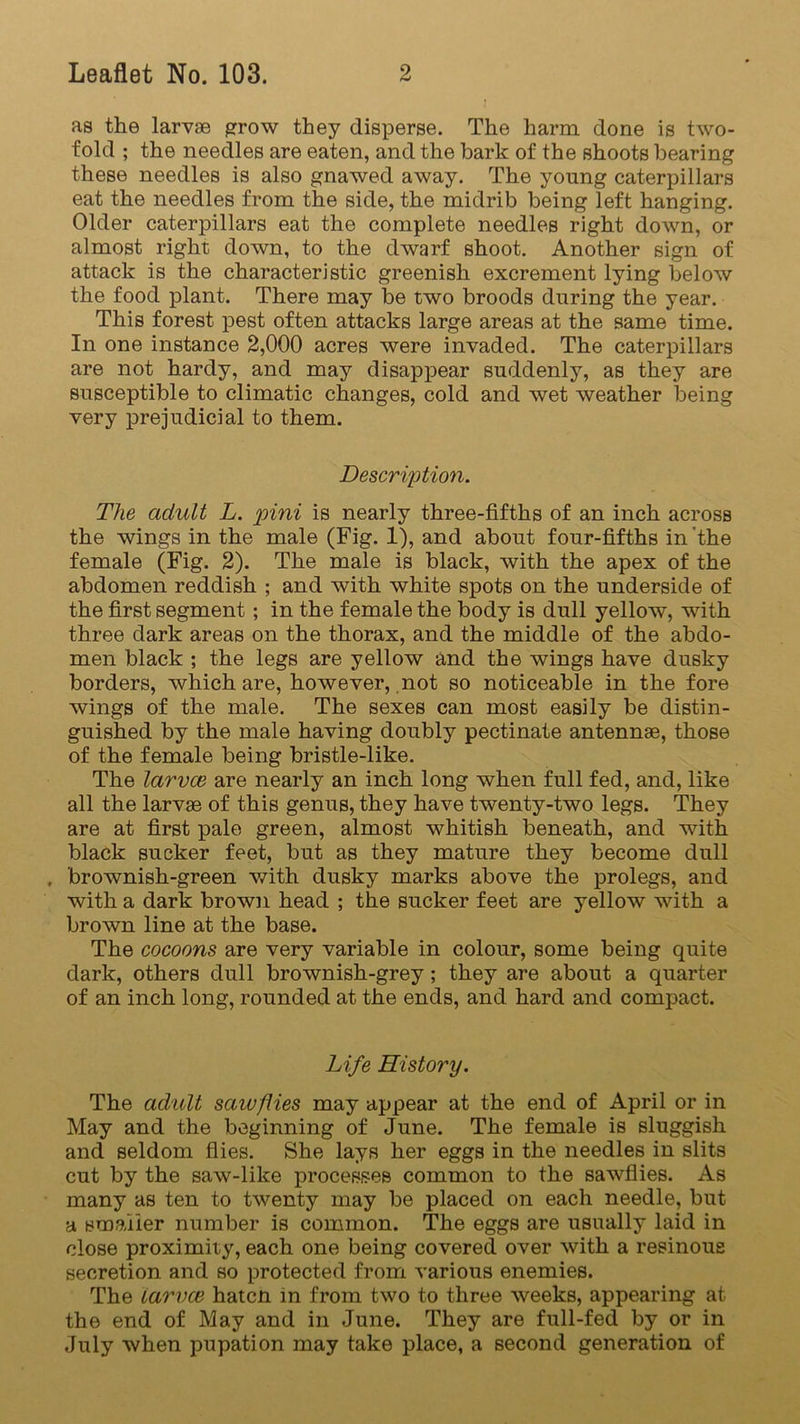 as the larvfe grow they disperse. The harm done is two- fold ; the needles are eaten, and the bark of the shoots bearing these needles is also gnawed away. The young caterpillars eat the needles from the side, the midrib being left hanging. Older caterpillars eat the complete needles right down, or almost right down, to the dwarf shoot. Another sign of attack is the characteristic greenish excrement lying below the food plant. There may be two broods during the year. This forest pest often attacks large areas at the same time. In one instance 2,000 acres were invaded. The caterpillars are not hardy, and may disappear suddenly, as they are susceptible to climatic changes, cold and wet weather being very prejudicial to them. Description. The adult L. pini is nearly three-fifths of an inch across the wings in the male (Fig. 1), and about four-fifths in the female (Fig. 2). The male is black, with the apex of the abdomen reddish ; and with white spots on the underside of the first segment; in the female the body is dull yellow, with three dark areas on the thorax, and the middle of the abdo- men black ; the legs are yellow and the wings have dusky borders, which are, however, not so noticeable in the fore wings of the male. The sexes can most easily be distin- guished by the male having doubly pectinate antennae, those of the female being bristle-like. The larvae are nearly an inch long when full fed, and, like all the larvae of this genus, they have twenty-two legs. They are at first pale green, almost whitish beneath, and with black sucker feet, but as they mature they become dull . brownish-green with dusky marks above the prolegs, and with a dark brown head ; the sucker feet are yellow with a brown line at the base. The cocoons are very variable in colour, some being quite dark, others dull brownish-grey ; they are about a quarter of an inch long, rounded at the ends, and hard and compact. Life History. The adult saiuflies may appear at the end of April or in May and the beginning of June. The female is sluggish and seldom flies. She lays her eggs in the needles in slits cut by the saw-like processes common to the sawflies. As many as ten to twenty may be placed on each needle, but a smaller number is common. The eggs are usually laid in close proximity, each one being covered over with a resinous secretion and so protected from various enemies. The Larvae hatcn in from two to three weeks, appearing at the end of May and in June. They are full-fed by or in July when pupation may take place, a second generation of