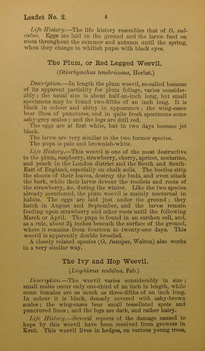 Life History.—The life history resembles that of 0. sul- catus. Eggs are laid in the ground and the larvEe feed on roots throughout the summer and autumn until the spring, when they change to whitish pupae with black eyes. The Plum, or Red Legged Weevil. (Otiorhynchus tenehricosus, Herbst.) Description.—In length the plum weevil, so-called because of its apparent partiality for plum foliage, varies consider- ably ; the usual size is about half-an-inch long, but small specimens may be found two-fifths of an inch long. It is black in colour and shiny in appearance ; the wing-cases bear lines of punctures, and in quite fresh specimens some ashy-grey scales ; and the legs are dull red. The eggs are at first white, but in two days become jet black. The larvas are very similar to the two former species. The pupa is pale and brownish-white. Life History.—This weevil is one of the most destructive to the plum, raspberry, strawberry, cherry, apricot, nectarine, and peach in the London district and the South and South- East of England, especially on chalk soils. The beetles strip the shoots of their leaves, destroy the buds, and even attack the bark, while their larvae devour the rootlets and roots of the strawberry, &c. during the winter. Like the two species already mentioned, the plum weevil is mainly nocturnal in habits. The eggs are laid just under the ground ; they hatch in August and September, and the larvae remain feeding upon strawberry and other roots until the following March or April. The pupa is found in an earthen cell, and, as a rule, about 2^ inches beneath the surface of the ground, where it remains from fourteen to twenty-one days. This weevil is apparently double brooded. A closely related species (0. fuscipes^ Walton) also works in a very similar way. The Ivy and Hop Weevil. (Liophlceus nuhilus, Fab.) Description.—The weevil varies considerably in size ; small males occur only one-third of an inch in length, while some females are as much as three-fifths of an inch long. In colour it is black, densely covered with ashy-brown scales; the wing-cases bear small tessellated spots and punctured lines ; and the legs are dark, and rather hairy. Life History.—Several reports of the damage caused to hops by this weevil have been received from growers in Kent. This weevil lives in hedges, on various young trees,