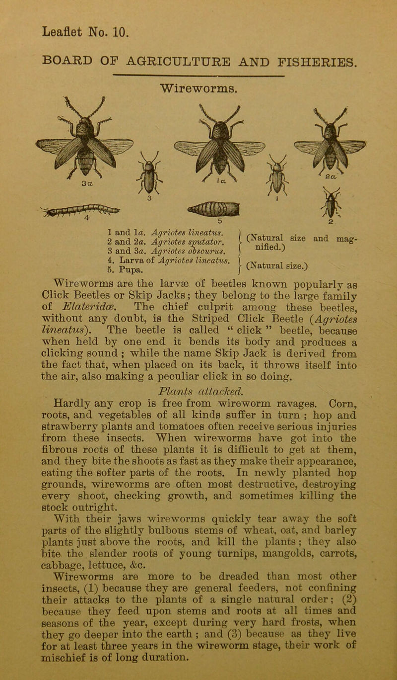 BOARD OF AGRICULTURE AND FISHERIES. Wireworms. 1 and la. Agriotes lineatus. 2 and 2a. Agriotes sputator. 3 and 3a. Agriotes ohscurus. 4. Larva of Agriotes lineatus. 5. Pupa. (Natural size and mag- nified.) (Natural size.) Wireworms are the larvae of beetles known popularly as Click Beetles or Skip Jacks; they belong to the large family of Elateridce. The chief culprit among these beetles, without any doubt, is the Striped Click Beetle (^Agriotes lineatus). The beetle is called “ click ” beetle, because when held by one end it bends its body and produces a clicking sound ; while the name Skip Jack is derived from the fact that, when placed on its back, it throws itself into the air, also making a peculiar click in so doing. Plants attacked. Hardly any crop is free from wireworm ravages. Corn, roots, and vegetables of all kinds suffer in turn ; hop and strawberry plants and tomatoes often receive serious injuries from these insects. When wireworms have got into the fibrous roots of these plants it is difficult to get at them, and they bite the shoots as fast as they make their appearance, eating the softer parts of the roots. In newly planted hop grounds, wireworms are often most destructive, destroying every shoot, checking growth, and sometimes killing the stock outright. With their jaws wireworms quickly tear away the soft parts of the slightly bulbous stems of wheat, oat, and barley plants just above the roots, and kill the plants; they also bite the slender roots of young turnips, mangolds, carrots, cabbage, lettuce, &c. Wireworms are more to be dreaded than most other insects, (1) because they are general feeders, not confining their attacks to the plants of a single natural order; (2) because they feed upon stems and roots at all times and seasons of the year, except during very hard frosts, when they go deeper into the earth ; and (3) because as they live for at least three years in the wireworm stage, their work of mischief is of long duration.