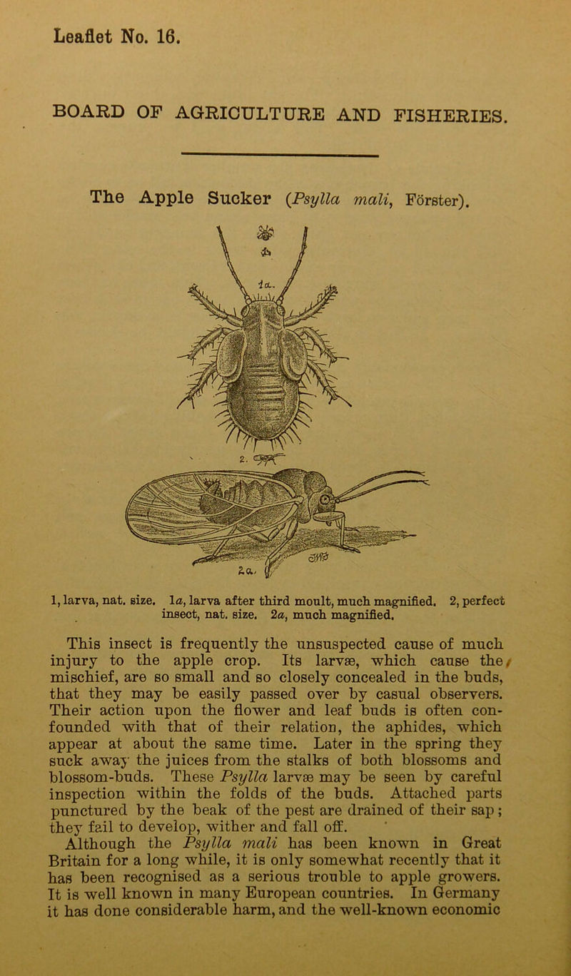 BOARD OF AGRICULTURE AND FISHERIES. The Apple Sucker {Psylla mali, Forster). 1, larva, nat, size, la, larva after third moult, much magpoified. 2, perfect insect, nat. size. 2a, much magnified. This insect is frequently the unsuspected cause of much injury to the apple crop. Its larvae, which cause the/ mischief, are so small and so closely concealed in the buds, that they may be easily passed over by casual observers. Their action upon the flower and leaf buds is often con- founded with that of their relation, the aphides, which appear at about the same time. Later in the spring they suck awaj’ the juices from the stalks of both blossoms and blossom-buds. These Psylla larvae may be seen by careful inspection within the folds of the buds. Attached parts punctured by the beak of the pest are drained of their sap; they fail to develop, wither and fall off. Although the Psylla mali has been known in Great Britain for a long while, it is only somewhat recently that it has been recognised as a serious trouble to apple growers. It is well known in many European countries. In Germany it has done considerable harm, and the well-known economic