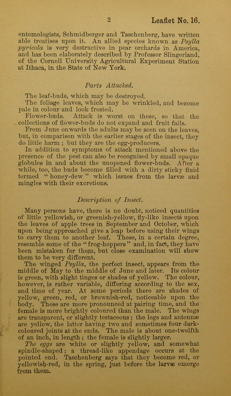 entomologists, Schmidberger and Taschenberg, have written able treatises upon it. An allied species known as Psylla pyricola is very destructive in pear orchards in America, and has been elaborately described by Professor Slingerland, of the Cornell University Agricultural Experiment Station at Ithaca, in the State of New York. Parts Attacked. The leaf-buds, which may be destroyed. The foliage leaves, which may be wrinkled, and become pale in colour and look frosted. Flower-buds. Attack is worst on these, so that the collections of flower-buds do not expand and fruit fails. From June onwards the adults may be seen on the leaves, but, in comparison with the earlier stages of the insect, they do little harm ; but they are the egg-producers. In addition to symptoms of attack mentioned above the presence of the pest can also be recognised by small opaque globules in and about the unopened flower-buds. After a while, too, the buds become fllled with a dirty sticky fluid termed “ honey-dew ” which issues from the larvae and mingles with their excretions. Description of Insect. Many persons have, there is no doubt, noticed quantities of little yellowish, or greenish-yellow, fly-like insects upon the leaves of apple trees in September and October, which upon being approached give a leap before using their wings to carry them to another leaf. These, in a certain degree, resemble some of the “ frog-hoppers ” and, in fadt, they have been mistaken for thepi, but close examination will show them to be very different. The winged Psylla, the perfect insect, appears from the middle of May to the middle of June and later. Its colour is green, with slight tinges or shades of yellow. The colour, however, is rather variable, differing according to the sex, and time of year. At some periods there are shades of yellow, green, red, or brownish-red, noticeable upon the body. These are more pronounced at pairing time, and the female is more brightly coloured than the male. The wings are transparent, or slightly testaceous; the legs and antennae are yellow, the latter having two and sometimes four dark- coloured joints at the ends. The male is about one-twelfth of an inch, in length ; the female is slightly larger. The eggs are white or slightly yellow, and somewhat spindle-shaped; a thread-like appendage occurs at the pointed end. Taschenberg says that they become red, or yellowish-red, in the spring, just before the larvae emerge from them.