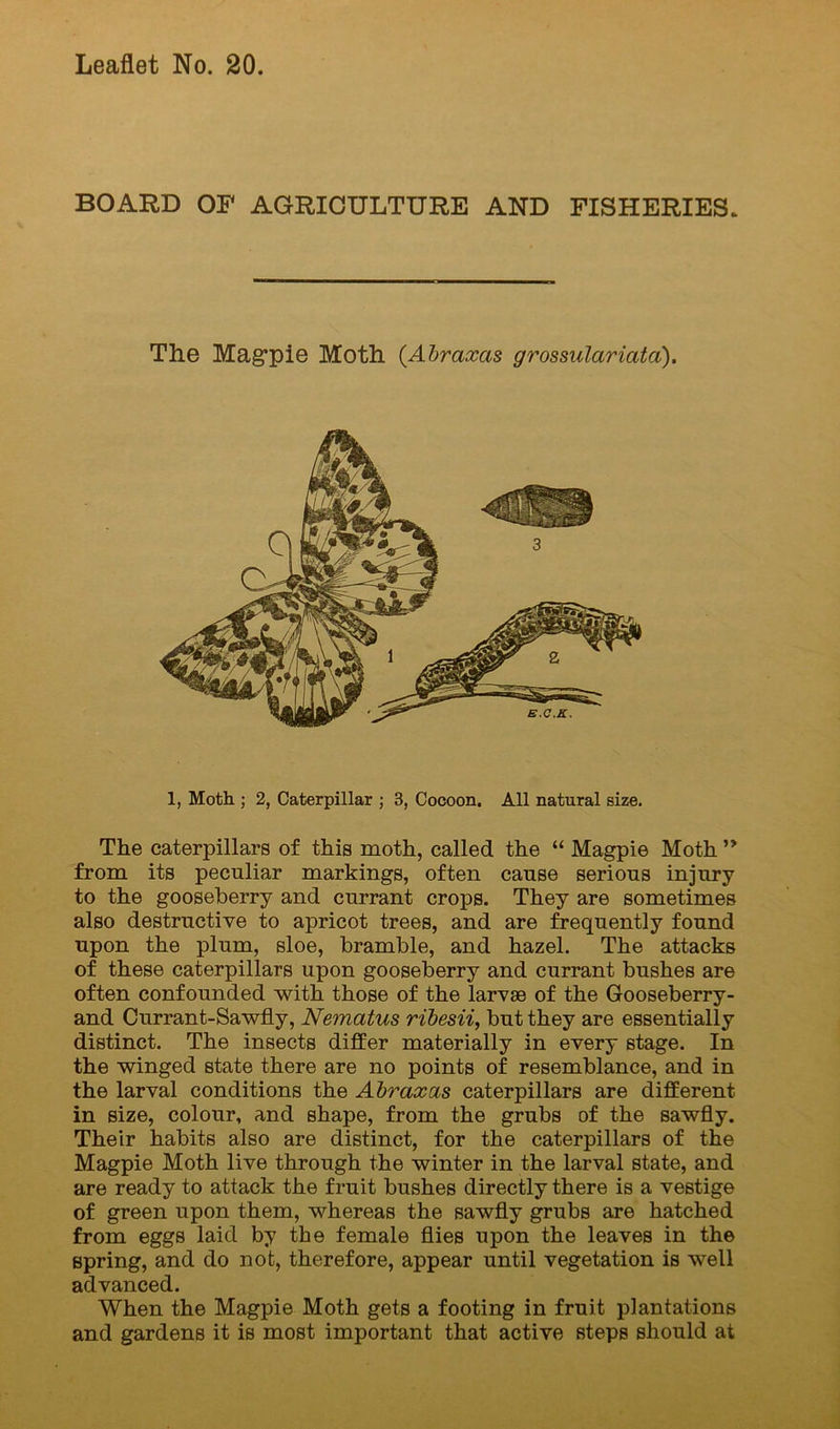 BOARD OF AGRICULTURE AND FISHERIES. The Magpie Moth {Abraxas grossulariata). 1, Moth ; 2, Caterpillar ; 3, Cocoon. All natural size. The caterpillars of this moth, called the “ Magpie Moth ” from its peculiar markings, often cause serious injury to the gooseberry and currant crops. They are sometimes also destructive to apricot trees, and are frequently found upon the plum, sloe, bramble, and hazel. The attacks of these caterpillars upon gooseberry and currant bushes are often confounded with those of the larvae of the Gooseberry- and Currant-Sawfly, Nematus rtbesii, but they are essentially distinct. The insects differ materially in every stage. In the winged state there are no points of resemblance, and in the larval conditions the Abraxas caterpillars are different in size, colour, and shape, from the grubs of the sawfly. Their habits also are distinct, for the caterpillars of the Magpie Moth live through the winter in the larval state, and are ready to attack the fruit bushes directly there is a vestige of green upon them, whereas the sawfly grubs are hatched from eggs laid by the female flies upon the leaves in the spring, and do not, therefore, appear until vegetation is well advanced. When the Magpie Moth gets a footing in fruit plantations and gardens it is most important that active steps should at