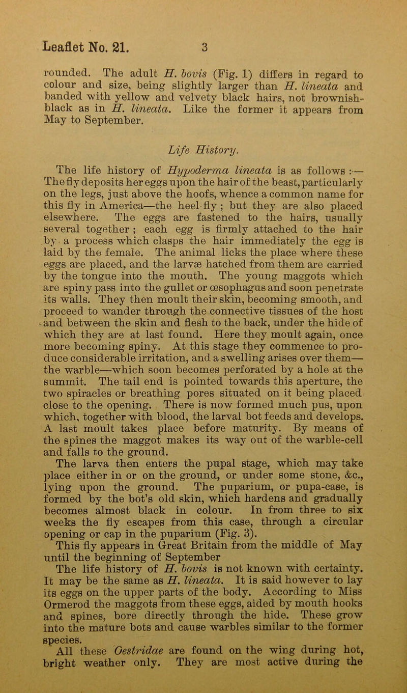 rounded. The adult H. bovis (Fig. 1) differs in regard to colour and size, being slightly larger than H. lineata and banded with yellow and velvety black hairs, not brownish- black as in H. lineata. Like the former it appears from May to September. Life Historij. The life history of Hyjjoderma lineata is as follows :— The fly deposits her eggs upon the hair of the beast, particularly on the legs, just above the hoofs, whence a common name for this fly in America—the heel fly ; but they are also placed elsewhere. The eggs are fastened to the hairs, usually several together ; each egg is firmly attached to the hair by a process which clasps the hair immediately the egg is laid by the female. The animal licks the place where these eggs are placed, and the larvae hatched from them are carried by the tongue into the mouth. The young maggots which are spiny pass into the gullet or oesophagus and soon penetrate its walls. They then moult their skin, becoming smooth, and proceed to wander through the connective tissues of the host and between the skin and flesh to the back, under the hide of which they are at last found. Here they moult again, once more becoming spiny. At this stage they commence to pro- duce considerable irritation, and a swelling arises over them— the warble—which soon becomes perforated by a hole at the summit. The tail end is pointed towards this aperture, the two spiracles or breathing pores situated on it being placed close to the opening. There is now formed much pus, upon which, together with blood, the larval bot feeds and develops. A last moult takes place before maturity. By means of the spines the maggot makes its way out of the warble-cell and falls to the ground. The larva then enters the pupal stage, which may take ])lace either in or on the ground, or under some stone, &c., lying upon the ground. The puparium, or pupa-case, is formed by the bot’s old akin, which hardens and gradually becomes almost black in colour. In from three to six weeks the fly escapes from this case, through a circular opening or cap in the puparium (Fig. 3). This fly appears in Great Britain from the middle of May until the beginning of September The life history of H. bovis is not known with certainty. It may be the same as H. lineata. It is said however to lay its eggs on the upper parts of the body. According to Miss Ormerod the maggots from these eggs, aided by mouth hooks and spines, bore directly through the hide. These grow into the mature bots and cause warbles similar to the former species. All these Gestridae are found on the wing during hot, bright weather only. They are most active during the