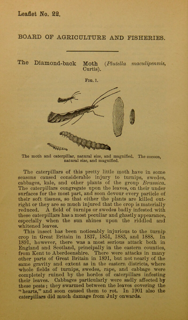 BOARD OF AGRIGCJLTURE AND FISHERIES. The Diamond-back Moth (Plutella macuUpenniSy Curtis). Fig. 1. The moth and caterpillar, natural size, and magnified. The cocoon, natural size, and magnified. The caterpillars of this pretty little moth have in some seasons caused considerable injury to turnips, swedes, cabbages, kale, and other plants of the group Brassica. The caterpillars congregate upon the leaves, on their under surfaces for the most part, and soon devour every particle of their soft tissues, so that either the plants are killed out- right or they are so much injured that the crop is materially reduced. A field of turnips or swedes badly infested with these caterpillars has a most peculiar and ghastly appearance, especially when the sun shines upon the riddled and whitened leaves. This insect has been noticeably injurious to the turnip crop in Great Britain in 1837, 1851, 1883, and 1888. In 1891, however, there was a most serious attack both in England and Scotland, principally in the eastern counties, from Kent to Aberdeenshire. There were attacks in many other parts of Great Britain in 1891, but not nearly of the same gravity and extent as in the eastern districts, where whole fields of turnips, swedes, rape, and cabbage were completely ruined by the hordes of caterpillars infesting their leaves. Cabbages particularly were sadly affected by these pests; they swarmed between the leaves covering the “hearts,” and soon caused them to rot. In 1901 also the caterpillars did much damage from July onwards.