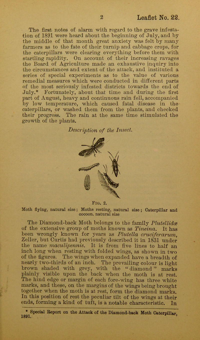 The first notes of alarm with regard to the grave infesta- tion of 1891 were heard about the beginning of July, and by the middle of that month great anxiety was felt by many farmers as to the fate of their turnip and cabbage crops, for the caterpillars were clearing everything before them with startling rapidity. On account of their increasing ravages the Board of Agriculture made an exhaustive inquiry into the circumstances and extent of the attack, and instituted a series of special experiments as to the value of various remedial measures which were conducted in different parts of the most seriously infested districts towards the end of July.* Fortunately, about that time and during the first part of August, heavy and continuous rain fell, accompanied by low temperature, which caused fatal disease in the caterpillars, or washed them from the plants, and checked their progress. The rain at the same time stimulated the growth of the plants. Description of the Insect. Fig. 2. Moth flying, natural size; Moths resting, natural size; Caterpillar and cocoon, natural size The Diamond-back Moth belongs to the family Plutellidce of the extensive group of moths known as Tineina. It has been wrongly known for years as Plutella cruciferarum, Zeller, but Curtis had previously described it in 1831 under the name maculipennis. It is from five lines to half an inch long when resting with folded wings, as shown in two of the figures. The wings when expanded have a breadth of nearly two-thirds of an inch. The prevailing colour is light brown shaded with grey, with the “ diamond ” marks plainly visible upon the back when the moth is at rest. The hind edge or margin of each fore-wing has three white marks, and these, on the margins of the wings being brought together when the moth is at rest, form the diamond marks. In this position of rest the peculiar tilt of the wings at their ends, forming a kind of tuft, is a notable characteristic. In * Special Report on the Attack of the Diamond-back Moth Caterpillar,