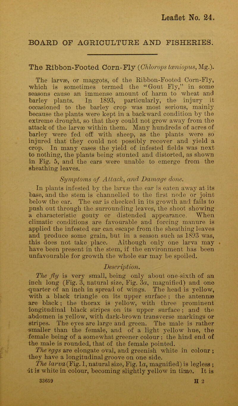 BOARD OF AGRICULTURE AND FISHERIES. Tlie Ribbon-Footed Oovn-Yly {Chloropstceniopus,Mg.). The larvae, or maggots, of the Ribbon-Footed Corn-Fly, which is sometimes termed the “Gout Fly,” in some seasons cause an immense amount of harm to wheat and barley plants. In 1893, particularly, the injury it occasioned to the barley crop was most serious, mainly because the plants were kept in a backward condition by the extreme drought, so that they could not grow away from the attack of the larvae within them. Many hundreds of acres of barley were fed off with sheep, as the plants were so injured that' t^ey could not possibly recover and yield a crop. In many cases the yield of infested fields was next to nothing, the plants being stunted and distorted, as shown in Fig. 5, and the ears were unable to emerge from the sheathing leaves. Symptoms of Attack^ and Damage done. In plants infested by the larvae the ear is eaten away at its base, and the stem is channelled to the first node or joint below the ear. The ear is checked in its growth and fails to push out through the surrounding leaves, the shoot showing a characteristic gouty or distended appearance. When climatic conditions are favourable aud forcing manure is applied the infested ear can escape from the sheathing leaves and produce some grain, but in a season such as 1893 was, this does not take place. Although only one larva may ♦ have been present in the stem, if the environment has been unfavourable for growth the whole ear may be spoiled. Description. The fly is very small, being only about one-sixth of an inch long (Fig. 3, natural size. Fig. 3a, maguified) and ono quarter of an inch in spread of wings. The head is yellow, with a black triangle on its upper surface ; the antennae are black; the thorax is yellow, with three prominent longitudinal black stripes on its upper surface ; and the abdomen is yellow, with dark-brown transverse markings or stripes. The eyes are large and green. The male is rather smaller than the female, and oE a light yellow hue, the female being of a somewhat greener colour ; the hind end of the male is rounded, that of the female pointed. The eggs are elongate oval, and greenish white in colour ; they have a longitudinal groove on one side. The larva(¥ig. 1, natural size. Fig. la, magnified) is legless ; it is white in colour, becoming slightly yellow in timo. It is H 2 33659