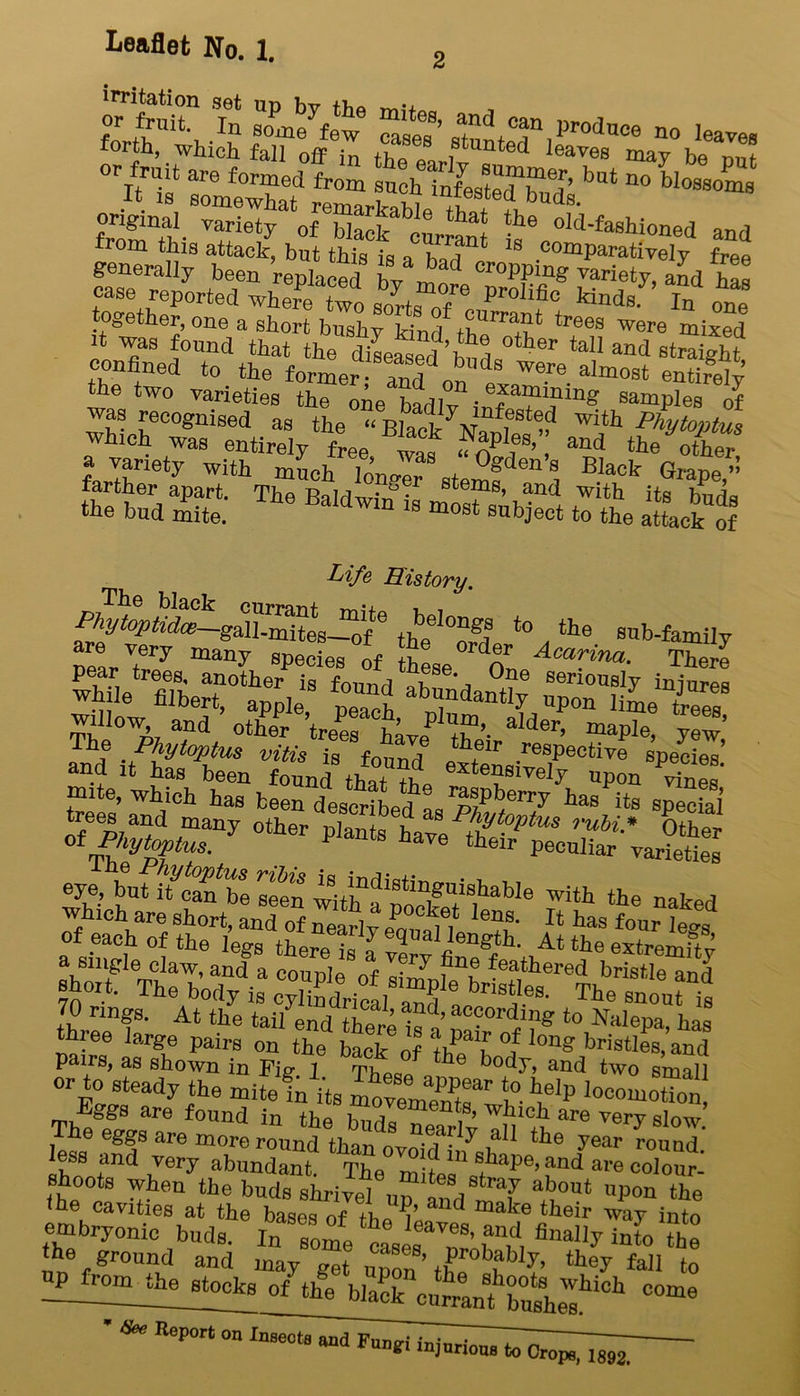 «|S % St M ^ forth, which fall off in tUp « i Unted leaves may be nnf- or fruit are formed from suchInfested'd’ but no bIo8“ms arts* iH»™ svssw a i°^e|S%£rkbeu^^ «Kg? confined to the former and ^ 8 W6re aImost entirely the two varieties the ote badlv inf samples of was recognised as the “ Blank Wo f?8t®? with Phytoptus which was entirely free was off1™’, “d the other a variety with much lon^f stem! “ 8, BIack Gmpe,” farther apart. The BaldwS • stems’ and with its buds tte bud mite. aIdwm 18 most object to the attack of Life History. Phytoptus Vitis is found etbf‘r ,resP00tive species’ and it has been found that ?£> extensively upon vines' mite, which has been described ! ra?>beriy has its special trees and many other plants haveI^t?'l‘tus ™bi* other ot P,lytoptus. P ave their peculiar varieties eye, but iUan be seen ^e. 1hndietinguishable with the naked sassi-iSfWat itar^Se rt/s “ ££?E?r|£?£S* pairs, as shown in Fie- 1 Thoa e k°dy> and two small or to steady the mite ?n Us Lvementa” 5° ^‘P loc°motion Eggs are found in the buds nevlv Wn1C+u are vei7 sIow- The eggs are more round tbnn n . j . ^ a ^ the year rouud ess and very abundant &^Pe’f”d shoots when the buds shrivel u^ and ‘T about uP°n the <he cavities at the bases of A Pi’ d make their way into embryonic buds. I~e ts s^nfw ^ in*> the ground and may ffet b?bIy» theJ fall to of H?e blaS c^nt °bthe?i0h °0me ' **Report on