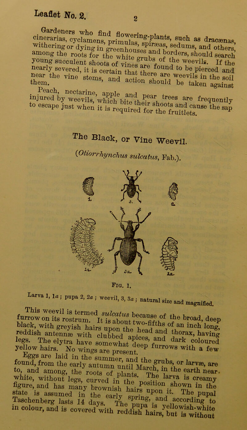 cinerarias, cyclamens, primulas sp'ir T*1 38 drac80nas, withering or dying in greenhouse-IZ h Sedum8’ and others, among the roots for the white J?°,rders’ should search «e vine stems,'*£? ££ injured\ynweOTiJs^ wUoh\it?tlie'eaih ‘T8 are freq«0ntly to escape just when iti^fc«* The Black, or Vine Weevil. (Otiorrhynchus sulcatus, Fab.). Fig. i. Larva 1. la, pupa 2, 2a ; weevil, 3, 3*, natnraI si2e ^ furrow^ehs^rostru^e^ItS]^aifmSt^eCaiff^the b™d, deep reddish antennas with clubbed nm-/.ead an? ^orax, having legs. The elytra have somewhat dPff S’ dar^ coloured yellow hairs/ No m^ a“e Resent P ™W8 With a few , Eg?e are laid in the summer “a tl>B . found, from the early autumnnjuWwA Iarvffl- to and among, therooterf plants The ‘ft ^ 6artb Mar' white, without legs, curved in th* V, IaiTa 18 creamy %«re, and has /anyTr^nish * ‘4 ShenbSZt fi in colour, and is covered with reddKa^^oul