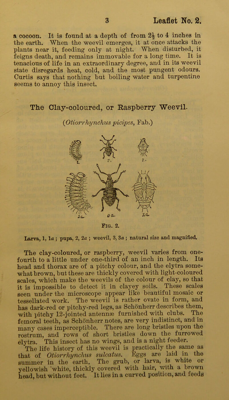 a cocoon. It is found at a depth of from to 4 inches in the earth. When the weevil emerges, it at once attacks the plants near it, feeding only at night. When disturbed, it feigns death, and remains immovable for a long time. It is tenacious of life in an extraordinary degree, and in its weevil state disregards heat, cold, and the most pungent odours. Curtis says that nothing but boiling water and turpentine seems to annoy this insect. The Clay-coloured, or Raspberry Weevil. Larva, 1,1 a \ pupa, 2, 2a ; weevil, 3, 3a ; natural size and magnified. The clay-coloured, or raspberry, weevil varies from one- fourth to a little under one-third of an inch in length. Its head and thorax are of a pitchy colour, and the elytra some- what brown, but these are thickly covered with light-coloured scales, which make the weevils of the colour of clay, so that it is impossible to detect it in clayey soils. These scales seen under the microscope appear like beautiful mosaic or tessellated work. The weevil is rather ovate in form, and has dark-red or pitchy-red legs, as Schonherr describes them, with pitchy 12-jointed antennae furnished with clubs. The femoral teeth, as Schonherr notes, are very indistinct, and in many cases imperceptible. There are long bristles upon the rostrum, and rows of short bristles down the furrowed elytra. This insect has no wings, and is a night feeder. The life history of this weevil is practically the same as that of Otiorrhynchus sulcatus. Eggs are laid in the summer in the earth. The grub, or larva, is white or yellowish white, thickly covered with hair, with a brown head, but without feet. It lies in a curved position, and feeds (Otiorrhynchus picipes, Fab.) Fig. 2.