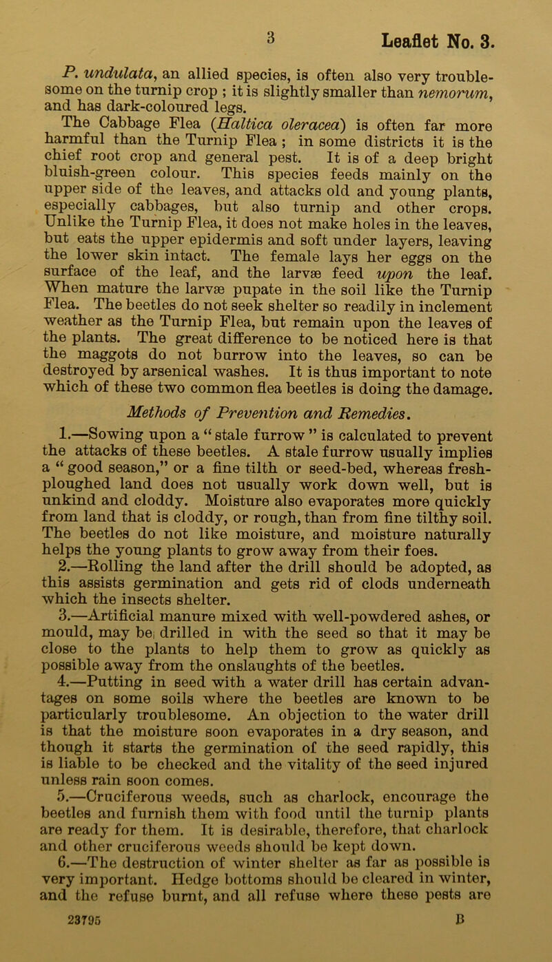 P. undulata, an allied species, is often also very trouble- some on the turnip crop ; it is slightly smaller than nemorum, and has dark-coloured legs. The Cabbage Flea (Haltica oleracea) is often far more harmful than the Turnip Flea ; in some districts it is the chief root crop and general pest. It is of a deep bright bluish-green colour. This species feeds mainly on the upper side of the leaves, and attacks old and young plants, especially cabbages, but also turnip and other crops. Unlike the Turnip Flea, it does not make holes in the leaves, but eats the upper epidermis and soft under layers, leaving the lower skin intact. The female lays her eggs on the surface of the leaf, and the larvae feed upon the leaf. When mature the larvae pupate in the soil like the Turnip Flea. The beetles do not seek shelter so readily in inclement weather as the Turnip Flea, but remain upon the leaves of the plants. The great difference to be noticed here is that the maggots do not burrow into the leaves, so can be destroyed by arsenical washes. It is thus important to note which of these two common flea beetles is doing the damage. Methods of Prevention and Remedies. 1. —Sowing upon a “ stale furrow ” is calculated to prevent the attacks of these beetles. A stale furrow usually implies a “ good season,” or a fine tilth or seed-bed, whereas fresh- ploughed land does not usually work down well, but is unkind and cloddy. Moisture also evaporates more quickly from land that is cloddy, or rough, than from fine tilthy soil. The beetles do not like moisture, and moisture naturally helps the young plants to grow away from their foes. 2. —Rolling the land after the drill should be adopted, as this assists germination and gets rid of clods underneath which the insects shelter. 3. —Artificial manure mixed with well-powdered ashes, or mould, may be, drilled in with the seed so that it may be close to the plants to help them to grow as quickly as possible away from the onslaughts of the beetles. 4. —Putting in seed with a water drill has certain advan- tages on some soils where the beetles are known to be particularly troublesome. An objection to the water drill is that the moisture soon evaporates in a dry season, and though it starts the germination of the seed rapidly, this is liable to be checked and the vitality of the seed injured unless rain soon comes. 5. —Cruciferous weeds, such as charlock, encourage the beetles and furnish them with food until the turnip plants are ready for them. It is desirable, therefore, that charlock and other cruciferous weeds should be kept down. 6. —The destruction of winter shelter as far as possible is very important. Hedge bottoms should be cleared in winter, and the refuse burnt, and all refuse where these pests are B 23795