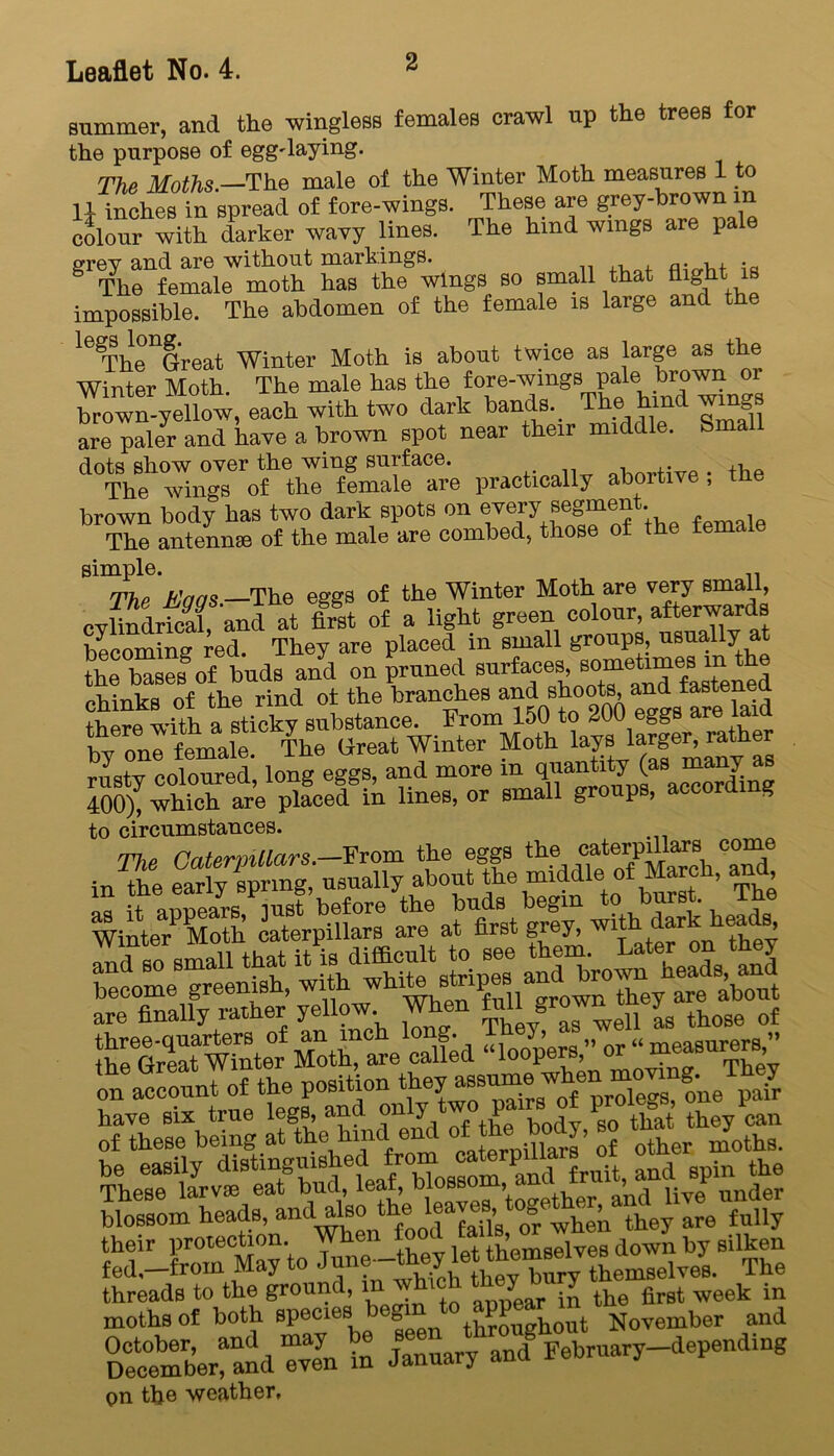 summer, and the wingless females crawl up the trees for the purpose of egg'laying. The Moths.—The male of the Winter Moth measures 1 to U inches in spread of fore-wings. These are grey-brown in colour with darker wavy lines. The hind wings are pale grey and are without markings. Aio-ht is The female moth has the wings so small that flight - i impossible. The abdomen of the female is large and the l6ThenSrea,t Winter Moth is about twice as large as the Winter Moth. The male has the fore-wings pale brown 01 brown-yellow, each with two dark bands. The hmd wmgs are paler and have a brown spot near their middle. Small dots show over the wing surface. , ,. . th The wings of the female are practically abortive, me brown body has two dark spots on every' segmen . The antennae of the male are combed, those of the female simple. . The Haas—The eggs of the Winter Moth are very small, cytodrfXand at Hi of a light green colour atorwards becoming red. They are placed in small groups, usually at the bases8 of buds and on pruned surfaces, s0“et™6/ “ chinks of the rind of the branches and shoots and!’astened there with a sticky substance. From 150 to 200 eggs a by one female. The Great Winter Moth lag rusty coloured, long eggs, and more m Wimtt* (« many as 400), which are placed in lines, or small groups, according to circumstances. rjrL0 Pnt firm Liars From the eggs the caterpillars come in the early spring, usually about the middle of March, and, itannears lust before the buds begin to burst The Winter Moth caterpillars are at first grey, with dark heads, SS.-ss&jffi are finally rather yellow When ^ grown ^ ^ those of th^Great Winter Moth^are cTlfed “lookers,” or “ measurers ” orTaccount of the posit on have six true legs, and on y P they can of these being at the hmd end of: thei body, so tna^ be easily distmguis e r bloBSOm ^nd fruit, and spin the blofsLTeads, andmio ^ on the weather,