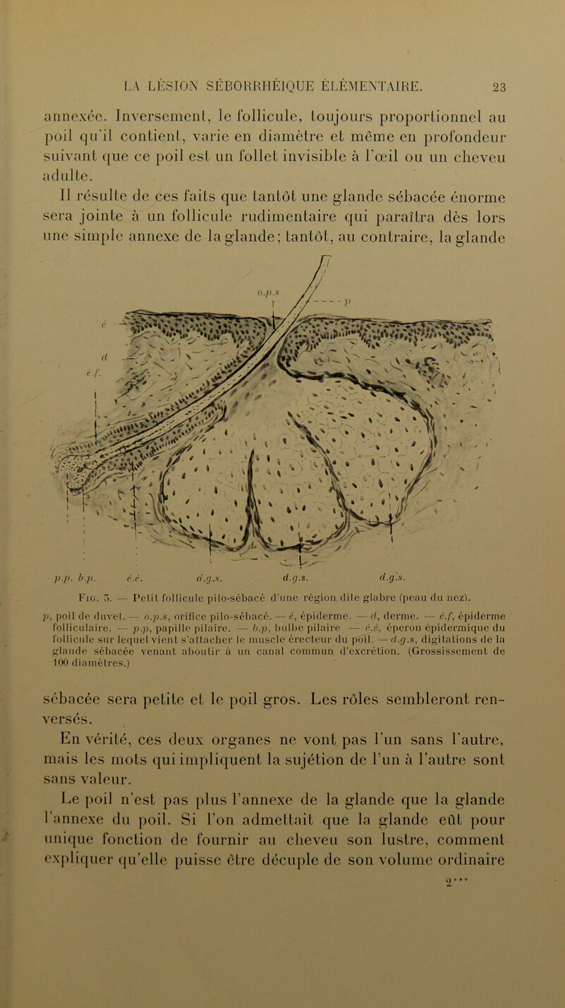 annexée. Inversement, le follicule, toujours proportionnel au poil qu'il contient, varie en diamètre et même en profondeur suivant que ce poil est un follet invisible à l’œil ou un cheveu adulte. 11 i •ésulte de ces faits que tantôt une glande sébacée énorme sera jointe à un follicule rudimentaire qui paraîtra dès lors une simple annexe de la glande; tantôt, au contraire, la glande Fig. 5. — Petit follicule pilo-sébacé d'une région dite glabre (peau du nez). p, poil de duvel. — n.p.s, orifice pilo-sébacé. — e, épiderme. — d, derme. — é.f, épiderme folliculaire. — p.p, papille pilaire. — b.p, bulbe pilaire — é.é, éperon épidermique du follicule sur lequel vient s’attacher le muscle érecteur du poil. — d.g.s, digitations de la glande sébacée venant aboutir à un canal commun d’excrétion. (Grossissement de 100 diamètres.) sébacée sera petite et le poil gros. Les rôles sembleront ren- versés. En vérité, ces deux organes ne vont pas l’un sans l’autre, mais les mots qui impliquent la sujétion de l’un à l’autre sont sans valeur. Le poil n’est pas plus l’annexe de la glande que la glande l’annexe du poil. Si l’on admettait que la glande eût pour unique fonction de fournir au cheveu son lustre, comment expliquer qu’elle puisse être décuple de son volume ordinaire