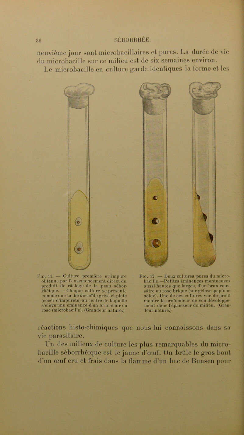 neuvième jour sont microbacillaires et pures. La durée de vie du microbacille sur ce milieu est de six semaines environ. Le microbacille en culture garde identiques la lorme et les \ Fig. 11. — Culture première et impure obtenue par l’ensemencement direct du produit de raclage de la peau sébor- rhéique. — Chaque culture se présente comme une tache discoïde grise et plate (cocci d’impureté) au centre de laquelle s’élève une éminence d’un brun clair ou rose (microbacille). (Grandeur nature.) Fig. 12. — Deux cultures pures du micro- bacille.—Petites éminences montueuses aussi hautes que larges, d’un brun rous- sâtre ou rose brique (sur gélose peptone acide). Une de ces cultures vue de profil montre la profondeur de son développe- ment dans l’épaisseur du milieu. (Gran- deur nature.) réactions histo-chimiques que nous lui connaissons dans sa vie parasitaire. Un des milieux de culture les plus remarquables du micro- bacille séborrhéique est le jaune d'œuf. On brûle le gros bout d’un œuf cru et frais dans la flamme d’un bec de Bunsen pour