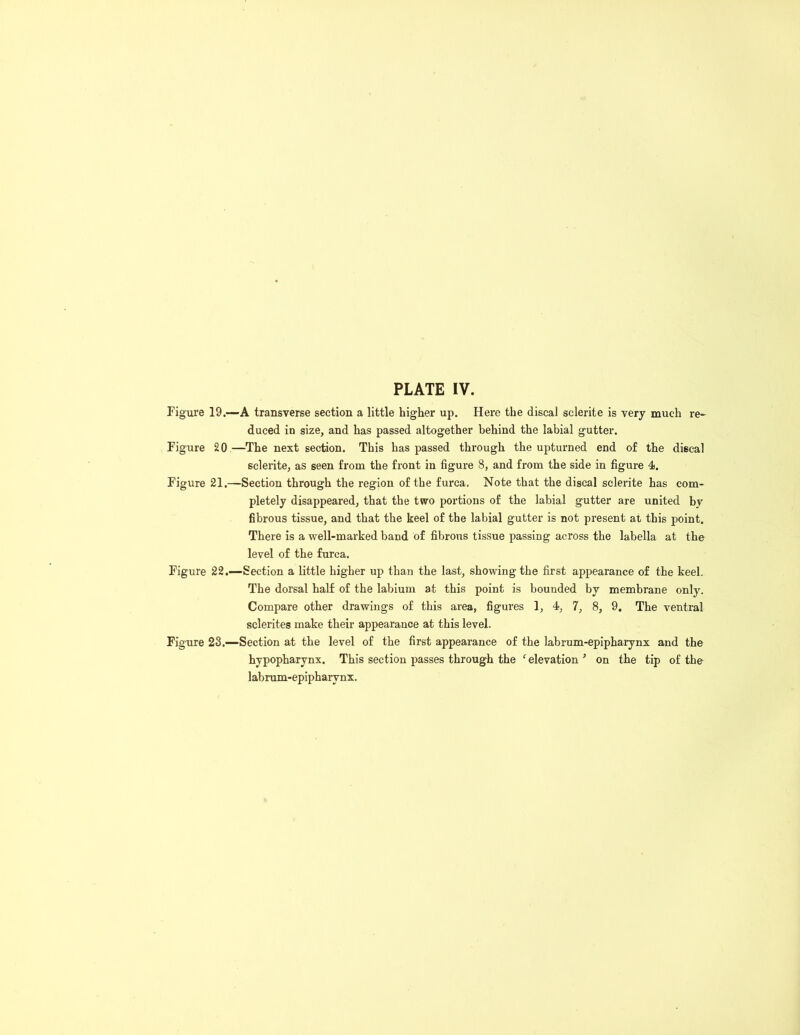 Figure 19.—A transverse section a little higher up. Here the discal sclerite is very much re- duced in size, and has passed altogether behind the labial gutter. Figure 20—The next section. This has passed through the upturned end of the discal sclerite, as seen from the front in figure 8, and from the side in figure 4. Figure 21.—Section through the region of the furca. Note that the discal sclerite has com- pletely disappeared, that the two portions of the labial gutter are united by fibrous tissue, and that the keel of the labial gutter is not present at this point. There is a well-marked band of fibrous tissue passing across the labella at the level of the furca. Figure 22.—Section a little higher up than the last, showing the first appearance of the keel. The dorsal half of the labium at this point is bounded by membrane only. Compare other drawings of this area, figures 1, 4, 7, 8, 9, The ventral selerites make their appearance at this level. Figure 23.—Section at the level of the first appearance of the labrum-epipharynx and the hvpopharynx. This section passes through the ‘ elevation 3 on the tip of the labrum-epipharynx.