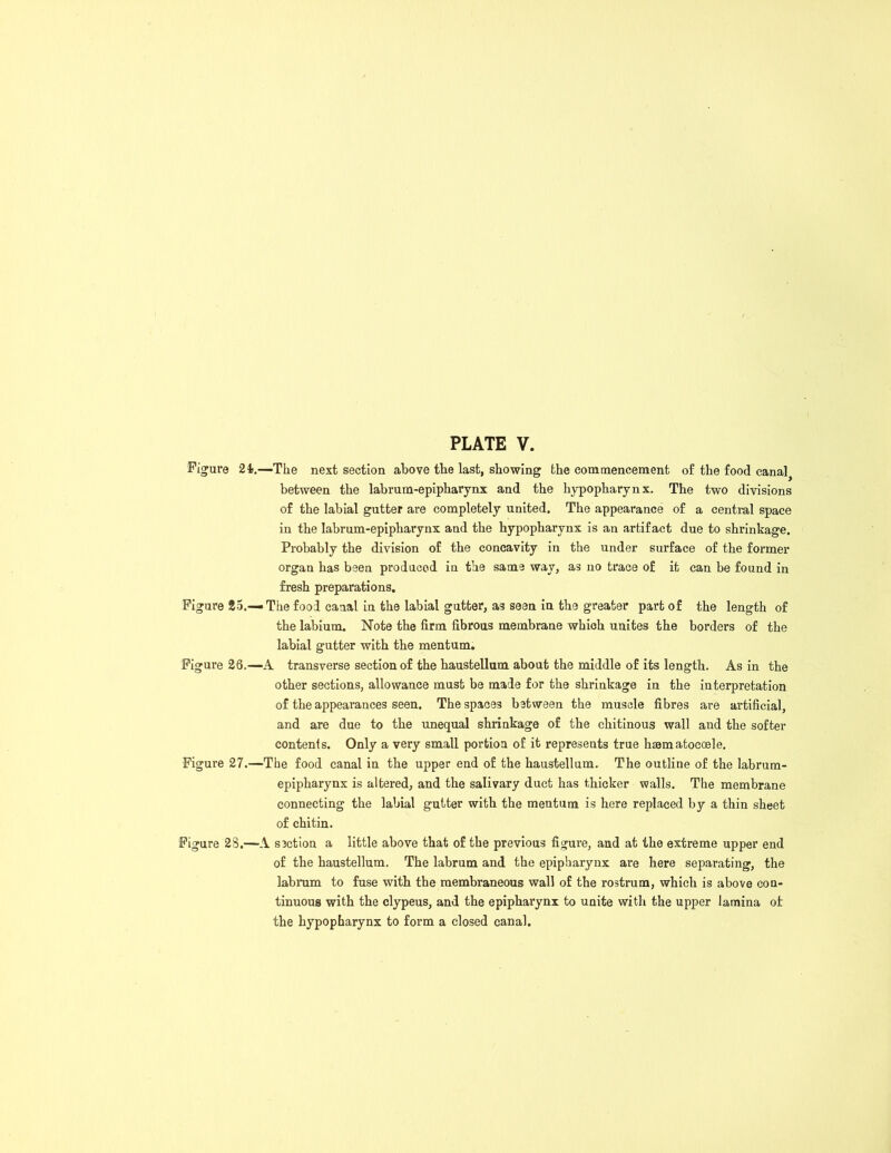 Figure 24).—The next section above the last, showing the commencement of the food cana^ between the labrum-epipharynx and the hypopharynx. The two divisions of the labial gutter are completely united. The appearance of a central space in the labrum-epipharynx and the hypopharynx is an artifact due to shrinkage. Probably the division of the concavity in the under surface of the former organ has been produced in the same way, as no trace of it can be found in fresh preparations. Figure 25.— The food canal in the labial gutter, as seen in the greater part of the length of the labium. Note the firm fibrous membrane which unites the borders of the labial gutter with the mentum. Figure 26.—A transverse section of the haustellum about the middle of its length. As in the other sections, allowance must be made for the shrinkage in the interpretation of the appearances seen. The spaces between the muscle fibres are artificial, and are due to the unequal shrinkage of the chitinous wall and the softer contents. Only a very small portion of it represents true hsematocoele. Figure 27.—The food canal in the upper end of the haustellum. The outline of the labrum- epipharynx is altered, and the salivary duct has thicker walls. The membrane connecting the labial gutter with the mentum is here replaced by a thin sheet of chitin. Figure 23.—A section a little above that of the previous figure, and at the extreme upper end of the haustellum. The labrum and the epipharynx are here separating, the labrum to fuse with the membraneous wall of the rostrum, which is above con- tinuous with the clypeus, and the epipharynx to unite with the upper lamina of the hypopharynx to form a closed canal.
