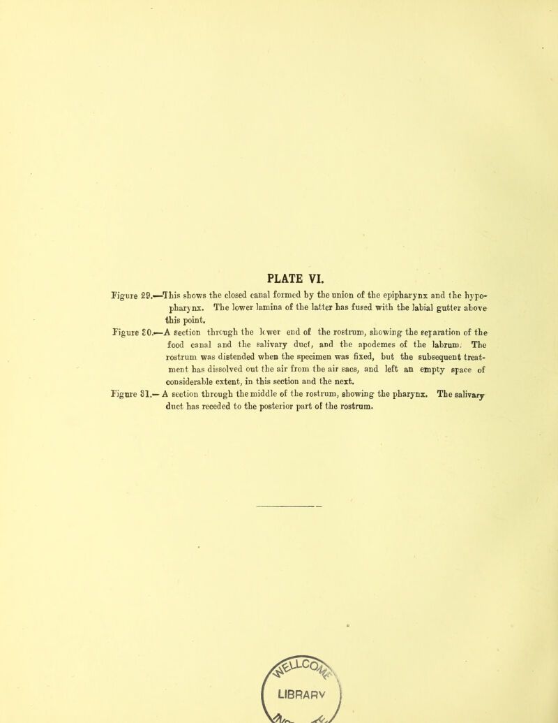 Figure 29.—This shows the closed canal formed by the union of the epipharynx and (he hypo- pharynx. The lower lamina of the latter has fused with the labial gutter above this point. Figure £0.—A section through the lower end of the rostrum, showing the separation of the food canal and the salivary duel, and the apodemes of the labrum. The rostrum was distended when the specimen was fixed, but the subsequent treat- ment has dissolved out the air from the air sacs, and left an empty space of considerable extent, in this section and the next. Figure 81.— A section through the middle of the rostrum, showing the pharynx. The salivary- duct has receded to the posterior part of the rostrum.