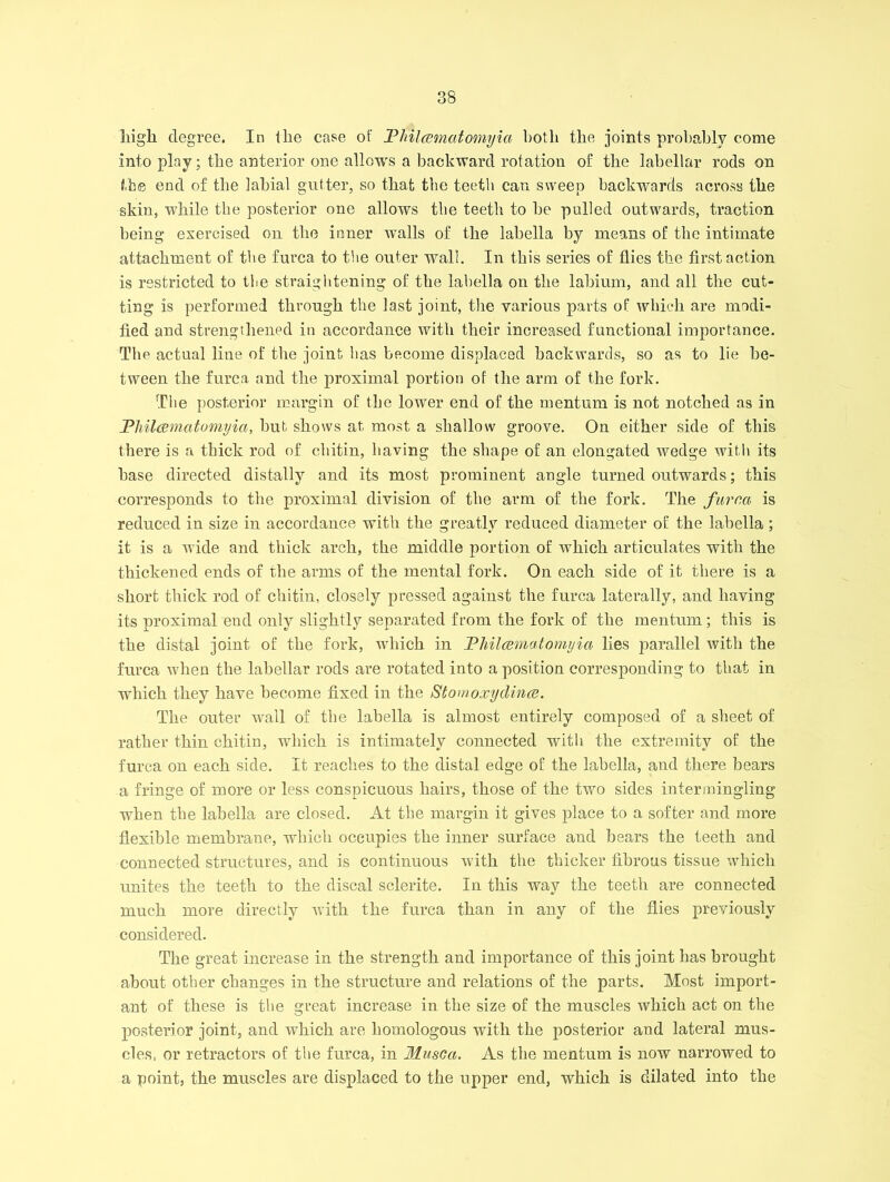 high degree. In the case of Tliilcematomyia both the joints probably come into play; the anterior one allows a backward rotation of the labellar rods on the end of the labial gutter, so that the teeth can sweep backwards across the skin, while the posterior one allows the teeth to be pulled outwards, traction being exercised on the inner walls of the labella by means of the intimate attachment of the furca to the outer wall. In this series of flies the first action is restricted to the straightening of the labella on the labium, and all the cut- ting is performed through the last joint, the various parts of which are modi- fied and strengthened in accordance with their increased functional importance. The actual line of the joint has become displaced backwards, so as to lie be- tween the furca and the proximal portion of the arm of the fork. The posterior margin of the lower end of the mentum is not notched as in Philcematomyia, hut shows at most a shallow groove. On either side of this there is a thick rod of cliitin, having the shape of an elongated wedge with its base directed distally and its most prominent angle turned outwards; this corresponds to the proximal division of the arm of the fork. The furca is reduced in size in accordance with the greatly reduced diameter of the labella; it is a wide and thick arch, the middle portion of which articulates with the thickened ends of the arms of the mental fork. On each side of it there is a short thick rod of cliitin, closely pressed against the furca laterally, and having its proximal end only slightly separated from the fork of the mentum; this is the distal joint of the fork, which in Philcematomyia lies parallel with the furca when the labellar rods are rotated into a position corresponding to that in which they have become fixed in the Stomoxyclince. The outer wall of the labella is almost entirely composed of a sheet of rather thin cliitin, which is intimately connected with the extremity of the furca ou each side. It reaches to the distal edge of the labella, and there bears a fringe of more or less conspicuous hairs, those of the two sides intermingling when the labella are closed. At the margin it gives place to a softer and more flexible membrane, which occupies tlie inner surface and bears the teeth and connected structures, and is continuous with the thicker fibrous tissue which unites the teeth to the discal sclerite. In this way the teeth are connected much more directly with the furca than in any of the flies previously considered. The great increase in the strength and importance of this joint has brought about other changes in the structure and relations of the parts. Most import- ant of these is the great increase in the size of the muscles which act on the posterior joint, and which are homologous with the posterior and lateral mus- cles, or retractors of the furca, in Musca. As the mentum is now narrowed to a point, the muscles are displaced to the upper end, which is dilated into the