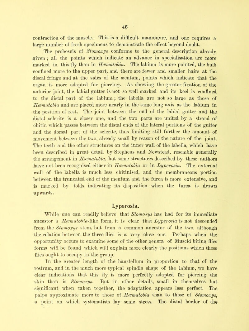 contraction of the muscle. This is a difficult manoeuvre, and one requires a large number of fresh specimens to demonstrate the effect beyond doubt. The proboscis of Stomoxys conforms to the general description already given ; all the points which indicate an advance in specialisation are more marked in this fly than in Hcematobia. The labium is more pointed, the bulb confined more to the upper part, and there are fewer and smaller hairs at the discal fringe and at the sides of the mentum, points which indicate that the organ is more adapted for piercing. As showing the greater fixation of the anterior joint, the labial gutter is not so well marked and its keel is confined to the distal part of the labium ; the labella are not so large as those of Hcematobia and are placed more nearly in the same long axis as the labium in the position of rest. The joint between the end of the labial gutter and the distal sclerite is a closer one, and the two parts are united by a strand of cliitin which passes between the distal ends of the lateral portions of the gutter and the dorsal part of the sclerite, thus limiting still further the amount of movement between the two, already small by reason of the nature of the joint. The teeth and the other structures on the inner wall of the labella, which have been described in great detail by Stephens and Newstead, resemble generally the arrangement in Hcematobia, but some structures described by these authors have not been recognised either in Hcematobia or in Lyperosia. The external wall of the labella is much less chitinised, and the membraneous portion between the truncated end of the mentum and the furca is more extensive, and is marked by folds indicating its disposition when the furca is drawn upwards. Lyperosia. While one can readily believe that Stomoxys has had for its immediate ancestor a Hcematobia-like form, it is clear that Lyperosia is not descended from the Stomoxys stem, but from a common ancestor of the two, although the relation between the three flies is a very close one. Perhaps when the opportunity occurs to examine some of the other genera of Muscid biting flies forms will be found which will explain more clearly the positions which these flies ought to occupy in the group. In the greater length of the liaustellum in proportion to that of the rostrum, and in the much more typical spindle shape of the labium, we have clear indications that this fly is more perfectly adapted for piercing the skin than is Stomoxys. But in other details, small in themselves but significant when taken together, the adaptation appears less perfect. The palps approximate more to those of Hcematobia than to those of Stomoxys, a point on which systematists lay some stress. The distal border of the