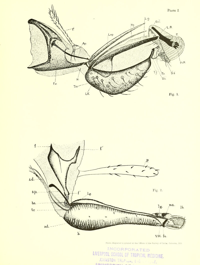 Photo.-Engraved Sc printed at the Offices of the Survey of India, Calcutta, 1913 LIVERfi incorporated JOHNSTON SCHOOL OF TROPICAL MEDICINE.