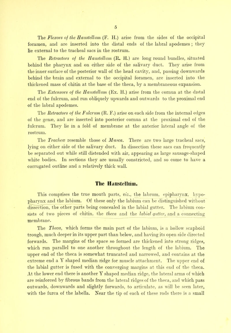 The Flexors of the Haustellum (F. H.) arise from the sides of the occipital foramen, and are inserted into the distal ends of the labral apodemes ; they lie external to the tracheal sacs in the rostrum. The Retractors of the Haustellum (K. H.) are long round bundles, situated behind the pharynx and on either side of the sahvary duct. They arise from the inner surface of the posterior wall of the head cavity, and, passing downwards behind the brain and external to the occipital foramen, are inserted into the thickened mass of chitin at the base of the theca, by a membraneous expansion. The Extensors of the Haustellum (Ex. H.) arise from the cornua at the distal end of the fulcrum, and run obhquely upwards and outwards to the proximal end of the labral apodemes. The Retractors of the Fulcrum (R. F.) arise on each side from the internal edges of the genae, and are inserted into posterior cornua at the proximal end of the fulcrum. They lie in a fold of membrane at the anterior lateral angle of the rostrum. The Trachece resemble those of Musca. There are two large tracheal sacs, lying on either side of the salivary duct. In dissection these sacs can frequently be separated out while still distended with air, appearing as large sausage-shaped white bodies. In sections they are usually constricted, and so come to have a corrugated outline and a relatively thick wall. The Hiiustelluiii. This comprises the true mouth parts, viz., the labrum, epipharynx, hypo- P^rynx and the labium. Of these only the labium can be distinguished without dissection, the other parts being concealed in the labial gutter. The labium con- sists of two pieces of chitin. the theca and the labial qutter, and a connecting membrane. The Theca, which forms the main part of the labium, is a hollow scaphoid trough, much deeper in its upper part than below, and ha^dng its open side directed forwards. The margins of the space so formed are thickened into strong ridges, which run parallel to one another throughout the length of the labium. The upper end of the theca is somewhat truncated and narrowed, and contains at the extreme end a Y shaped median ridge for muscle attachment. The upper end of the labial gutter is fused with the converging margins at this end of the theca. At the lower end there is another Y shaped median ridge, the lateral arms of which are reinforced by fibrous bands from the lateral ridges of the theca, and which pass outwards, downwards and shghtly forwards, to articulate, as will be seen later, with the furca of the labella. Near the tip of each of these rods there is a small