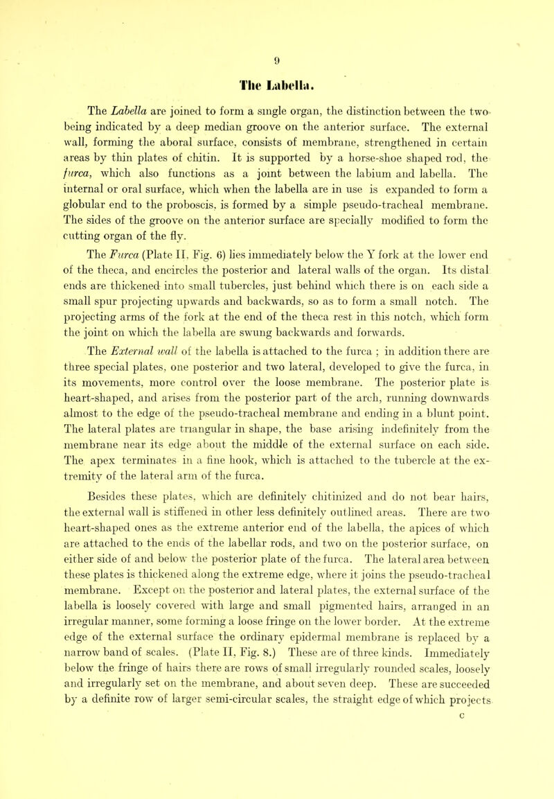 The Lahelhi. The Labella are joined to form a single organ, the distinction between the two being indicated by a deep median groove on the anterior surface. The external wall, forming the aboral surface, consists of membrane, strengthened in certain areas by thin plates of chitin. It is supported by a horse-shoe shaped rod, the furca, which also functions as a joint between the labium and labella. The internal or oral surface, which when the labella are in use is expanded to form a globular end to the proboscis, is formed by a simple pseudo-tracheal membrane. The sides of the groove on the anterior surface are specially modified to form the cutting organ of the fly. The Furca (Plate II. Fig. 6) lies immediately below the Y fork at the lower end of the theca, and encircles the posterior and lateral walls of the organ. Its distal ends are thickened into small tubercles, just behind which there is on each side a small spur projecting upwards and backwards, so as to form a small notch. The projecting arms of the fork at the end of the theca rest in this notch, which form the joint on which the labella are swung backwards and forwards. The External ivall of the labella is attached to the furca ; in addition there are three special plates, one posterior and two lateral, developed to give the furca, in its movements, more control over the loose membrane. The posterior plate is heart-shaped, and arises from the posterior part of the arch, running downwards almost to the edge of the pseudo-tracheal membrane and ending in a blunt point. The lateral plates are triangular in shape, the base arising indefinitely from the membrane near its edge about the middle of the external surface on each side. The apex terminates in a fine hook, which is attached to the tubercle at the ex- tremity of the lateral arm of the furca. Besides these plates, which are definitely chitiiiized and do not bear hairs, the external wall is stiffened in other less definitely outlined areas. There are two heart-shaped ones as the extreme anterior end of the labella, the apices of which are attached to the ends of the labellar rods, and two on the posterior surface, on either side of and below the posterior plate of the furca. The lateral area between these plates is thickened along the extreme edge, where it joins the pseudo-tracheal membrane. Except on the posterior and lateral plates, the external surface of the labella is loosely covered with large and small jiigmented hairs, arranged in an irregular manner, some forming a loose fringe on the lower border. At the extreme edge of the external surface the ordinary epidermal membrane is replaced by a narrow band of scales. (Plate II, Fig. 8.) These are of three kinds. Immediately below the fringe of hairs there are rows of small irregularly rounded scales, loosely and irregularly set on the membrane, and about seven deep. These are succeeded by a definite row of larger semi-circular scales, the straight edge of which projects c