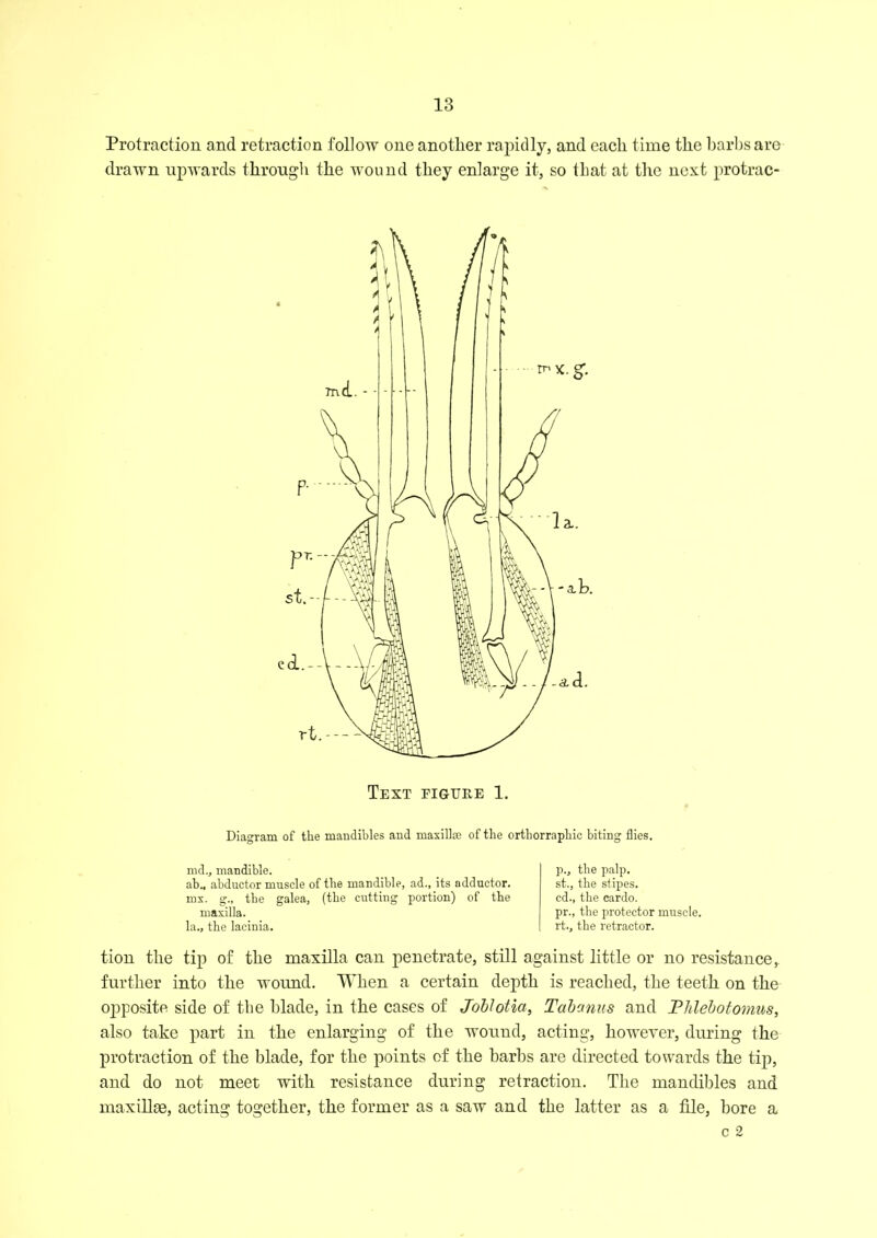 Protraction and retraction follow one another rapidly, and each time the barbs are drawn upwards through the wound they enlarge it, so that at the next protrac- Diagram of the mandibles and maxillse of the orthorraphic biting flies. md., mandible. ab„ abductor muscle of the mandible, ad., its adductor, mx. g.. the galea, (the cutting portion) of the maxilla, la., the lacinia. p., the palp. st., the stipes. cd., the cardo. pr., the protector muscle. rt., the retractor. tion the tip of the maxilla can penetrate, still against little or no resistance, further into the wound. When a certain depth is reached, the teeth on the ojfposite side of the blade, in the cases of Joblotia, Tabunus and Pldebotomus, also take part in the enlarging of the wound, acting, however, during the protraction of the blade, for the points of the barbs are directed towards the tip, and do not meet with resistance during retraction. The mandibles and maxillse, acting together, the former as a saw and the latter as a file, bore a c 2