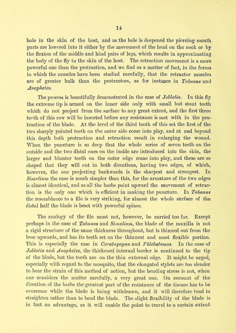 bole in the skin of the host, and as the hole is deepened the piercing mouth parts are lowered into it either by the movement of the head on the neck or by the flexion of the middle and hind pairs of legs, which results in approximating the body of the fly to the skin of the host. The retraction movement is a more powerful one than the protraction, and we find as a matter of fact, in the forms in which the muscles have been studied carefully, that the retractor muscles are of greater bulk than the protractors, as for instance in Tabcmus and Anopheles. The process is beautifully demonstrated in the case of Joblotia. In this fly the extreme tip is armed on the inner side only with small but stout teeth which do not project from tbe surface to any great extent, and the first three teeth of this row will be inserted before any resistance is met with in the pro- traction of the blade. At the level of the third tooth of this set the first of the two sharply pointed teeth on the outer side come into play, and at and beyond this depth both protraction and retraction result in enlarging the wound. When the puncture is so deep that the whole series of seven teeth on the outside and the two distal ones on the inside are introduced into the skin, the larger and blunter teeth on the outer edge come into play, and these are so shaped that they will cut in both directions, having two edges, of which, however, the one projecting backwards is the sharpest and strongest. In Simulium the case is much simpler than this, for the armature of the two edges is almost identical, and as all the barbs point upward the movement of retrac- tion is the only one which is efficient in making the puncture. In Tdbanus the resemblance to a file is very striking, for almost the whole surface of the distal half the blade is beset with powerful spines. The analogy of the file must not, however, be carried too far. Except j)erhaps in the case of Tabanus and Simulium, the blade of the maxilla is not a rigid structure of the same thickness throughout, but is thinned out from the base upwards, and has its teeth set on the thinnest and most flexible portion. This is especially the case in Ceratapogan and Phlebotomus. In the case of Joblotia and Anopheles, the thickened internal border is continued to the tip of the blade, but the teeth are on the thin external edge. It might be urged, especially with regard to the mosquito, that the elongated stylets are too slender to bear the strain of this method of action, but the bending stress is not, when one considers the matter carefully, a very great one. On account of the direction of the barbs the greatest part of the resistance of the tissues has to be overcome while the blade is being withdrawn, and it will therefore tend to straighten rather than to bend the blade. The slight flexibility of the blade is in fact an advantage, as it will enable the point to travel to a certain extent